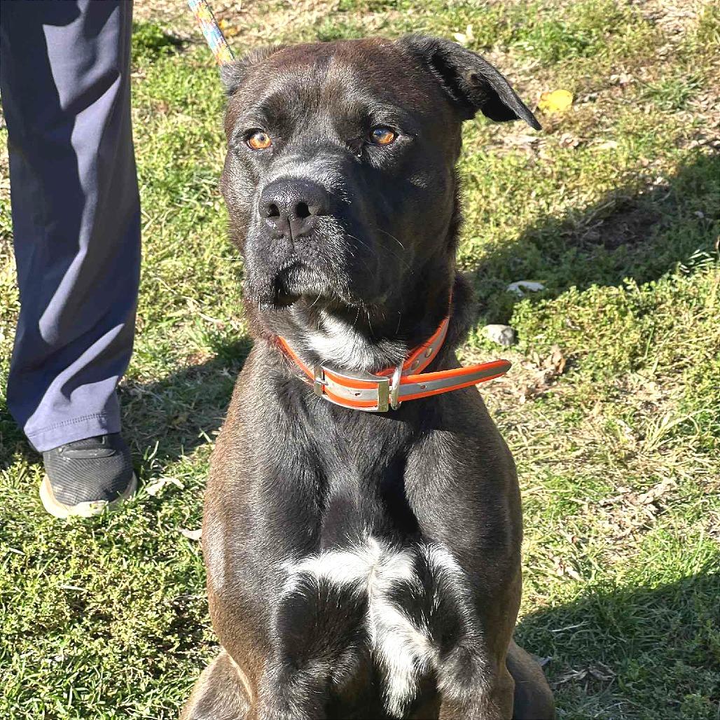 Enlarge Orlando, a Adoptable Mixed Breed in Huntington, WV image 3/5