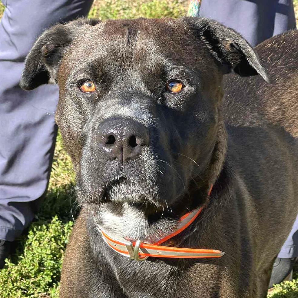 Enlarge Orlando, a Adoptable Mixed Breed in Huntington, WV image 5/5