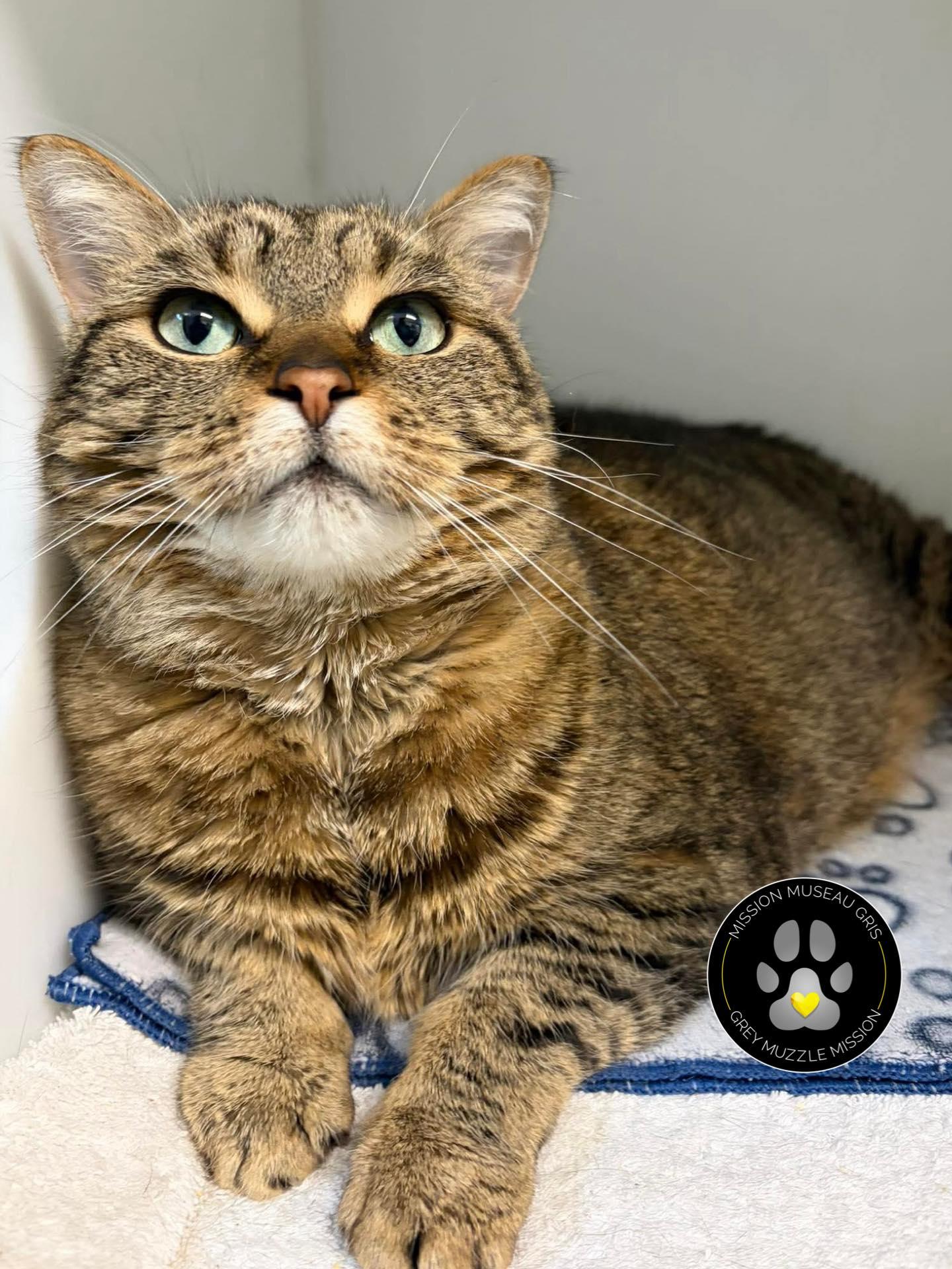 Enlarge Bella, a ADOPTABLE mixed breed in Delson, QC image 1/1
