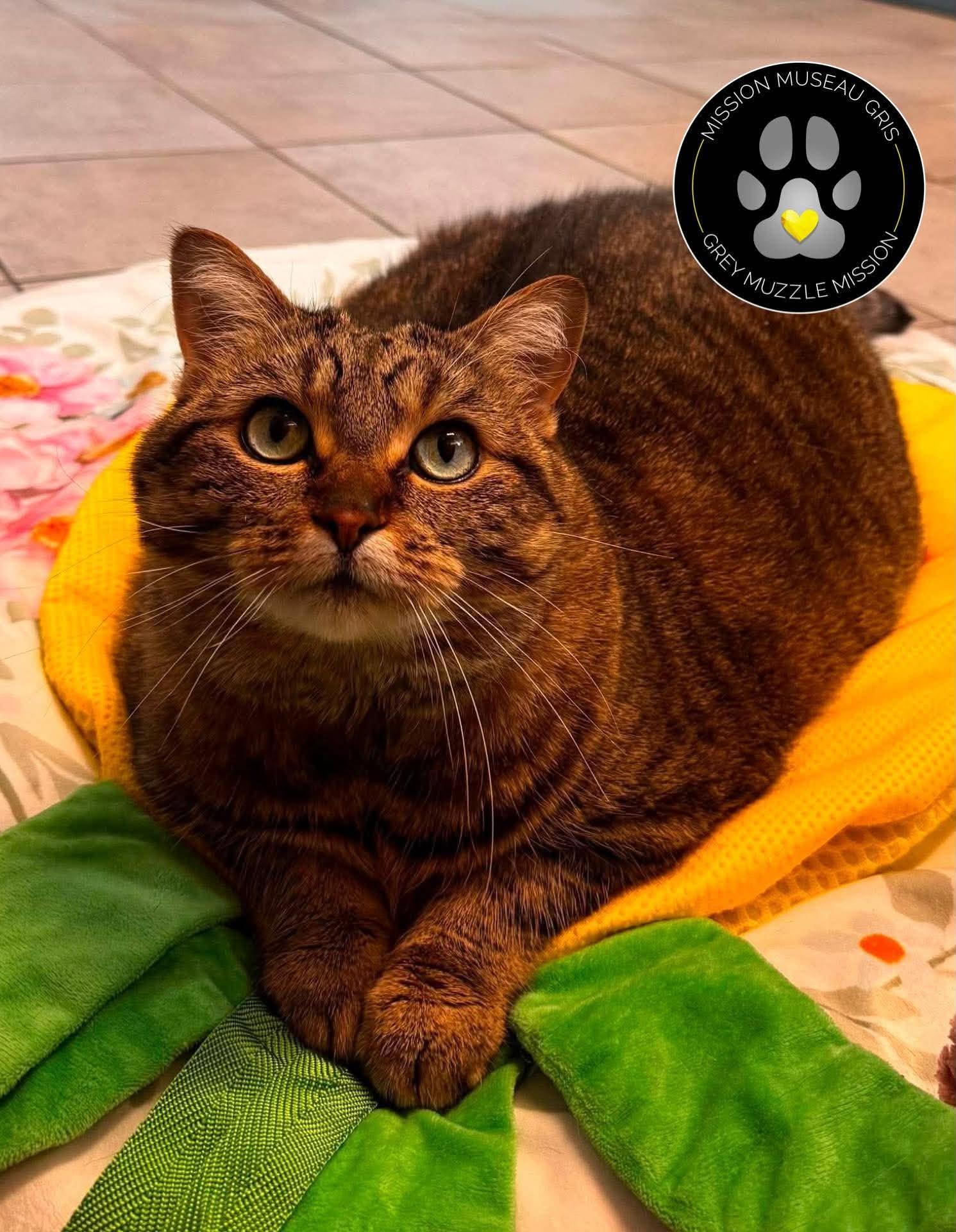 Bella, Adoptable, Senior Female Domestic Short Hair.