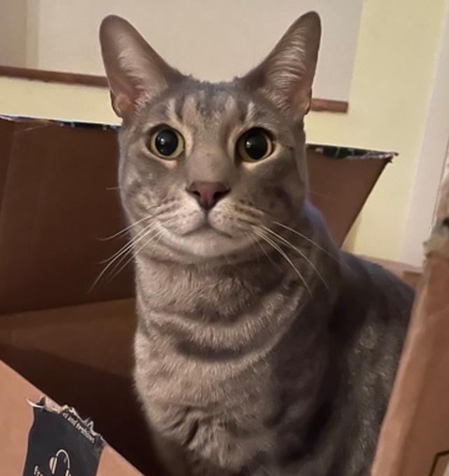 Moonlight, a silver tiger who says "I love you" in every way he knows!, Adoptable, Adult Male Domestic Short Hair.