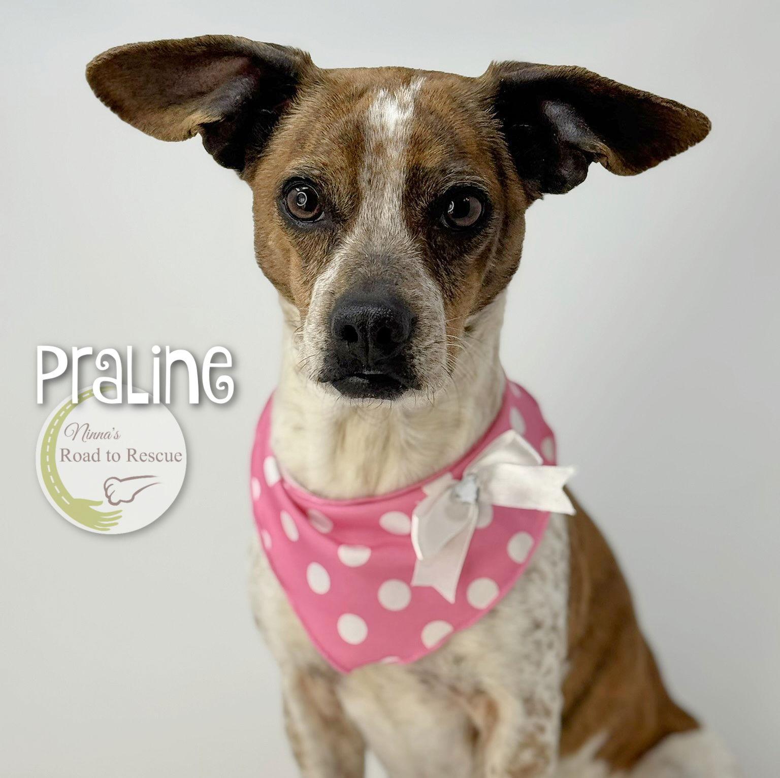 Enlarge Praline, a Adoptable mixed breed in Benton, LA image 1/3