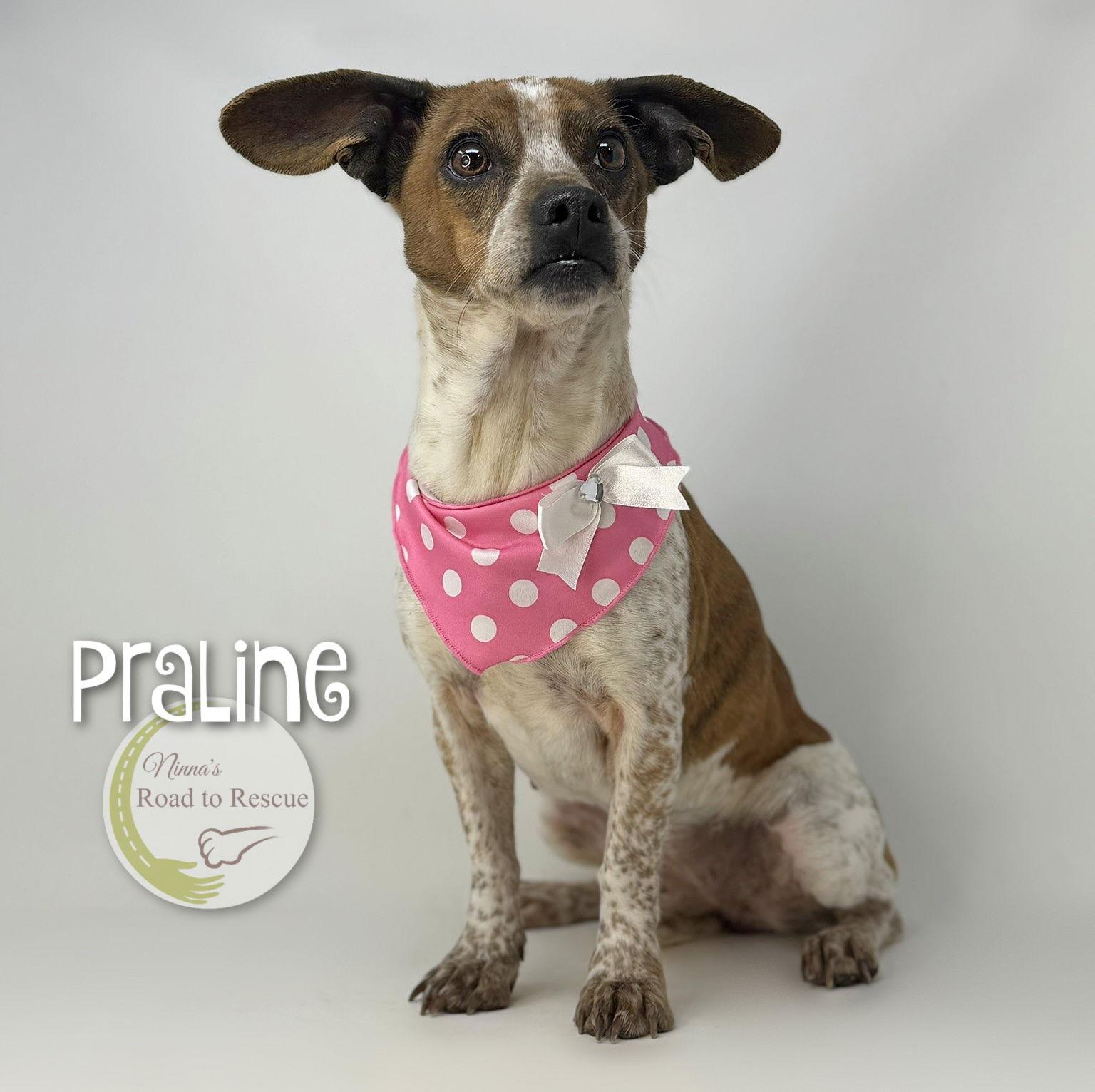 Enlarge Praline, a Adoptable mixed breed in Benton, LA image 2/3