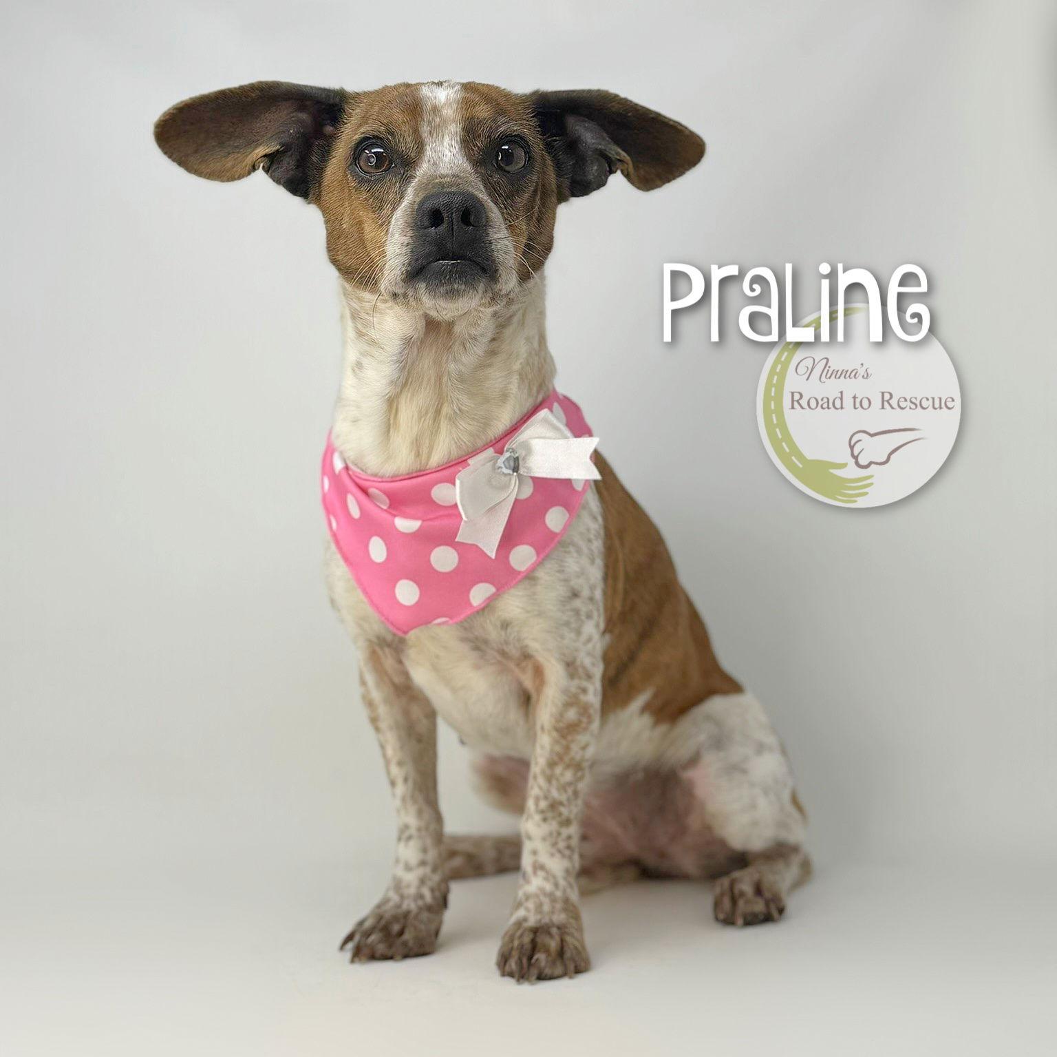 Enlarge Praline, a Adoptable mixed breed in Benton, LA image 3/3