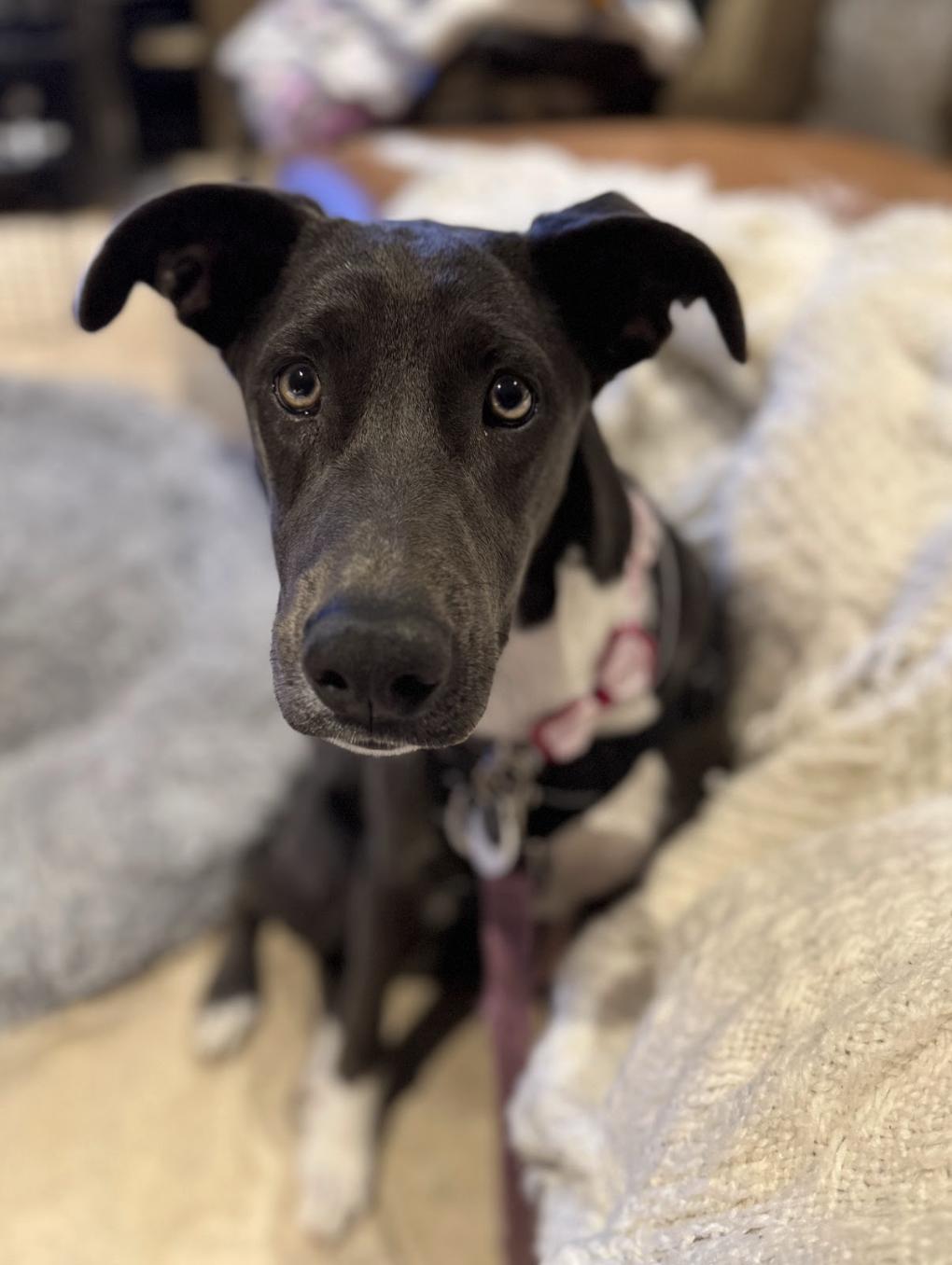 Havana, adopted, Young Female Mixed Breed.