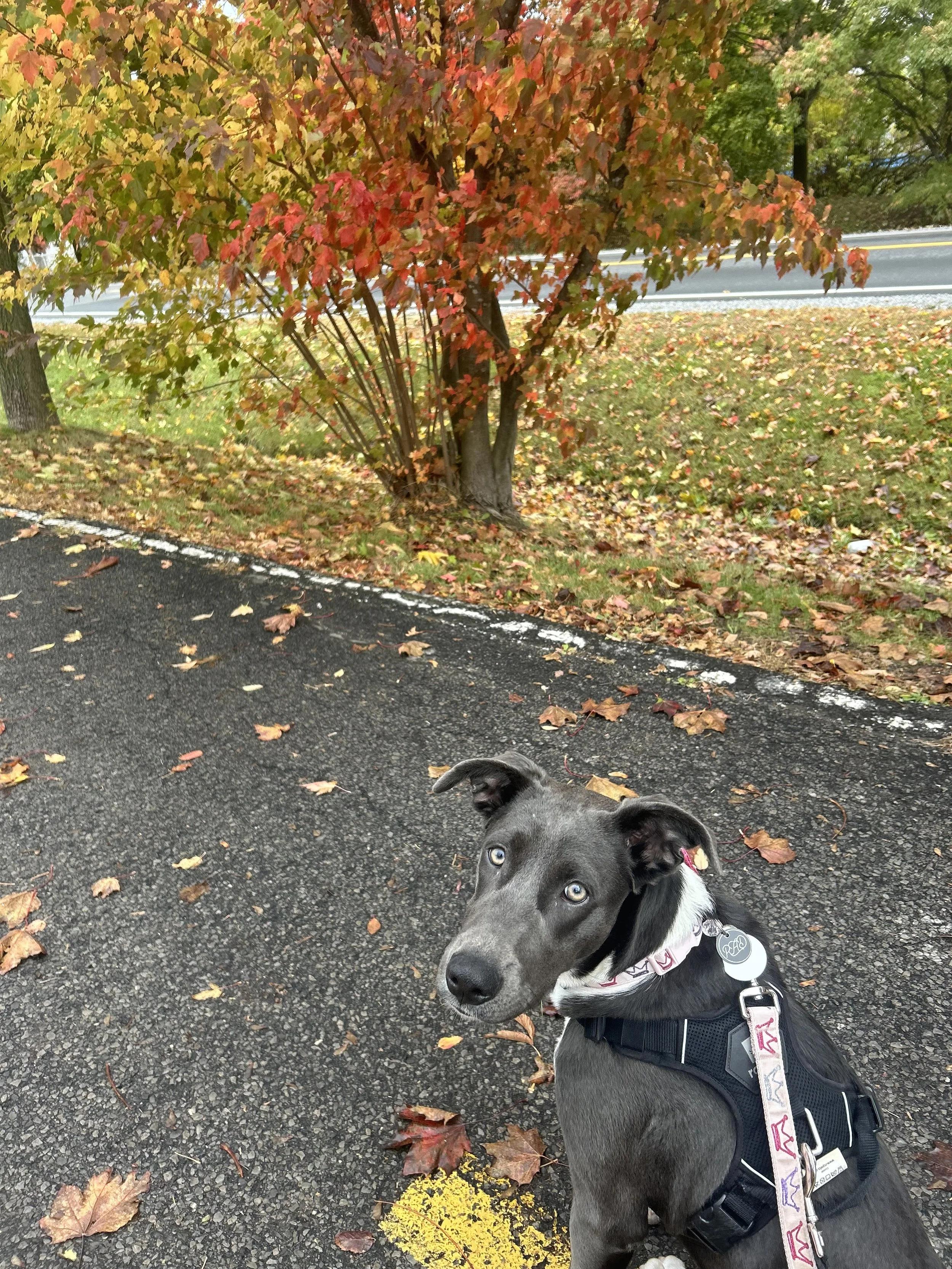 Enlarge Havana, an adopted Mixed Breed in Mont-Royal, QC image 3/5