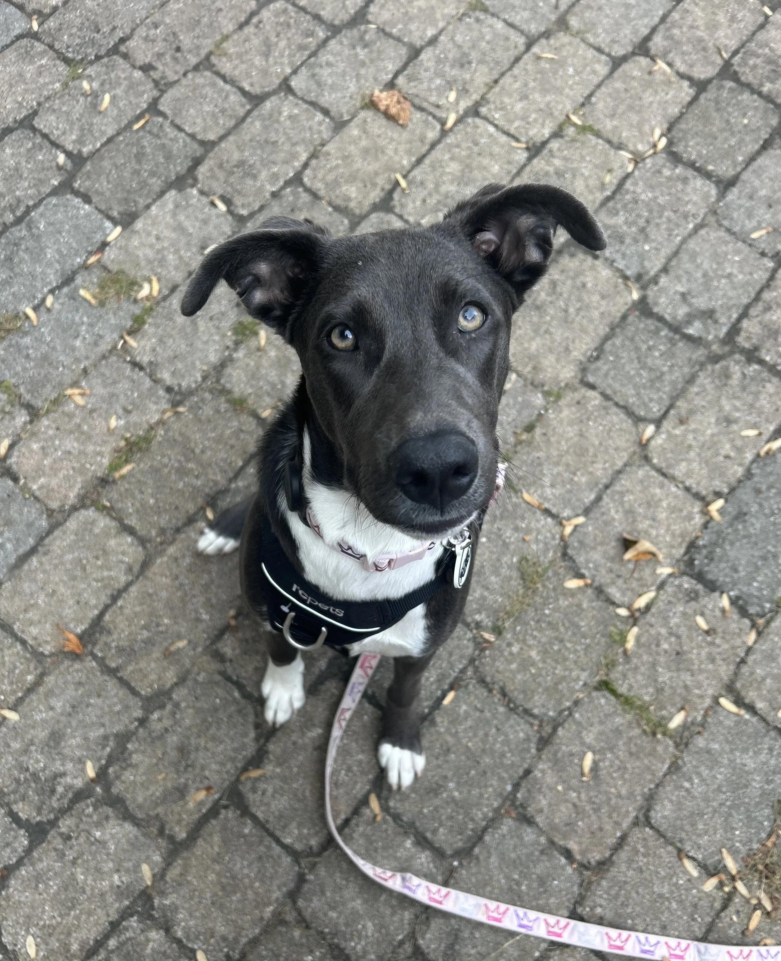 Enlarge Havana, an adopted Mixed Breed in Mont-Royal, QC image 4/5