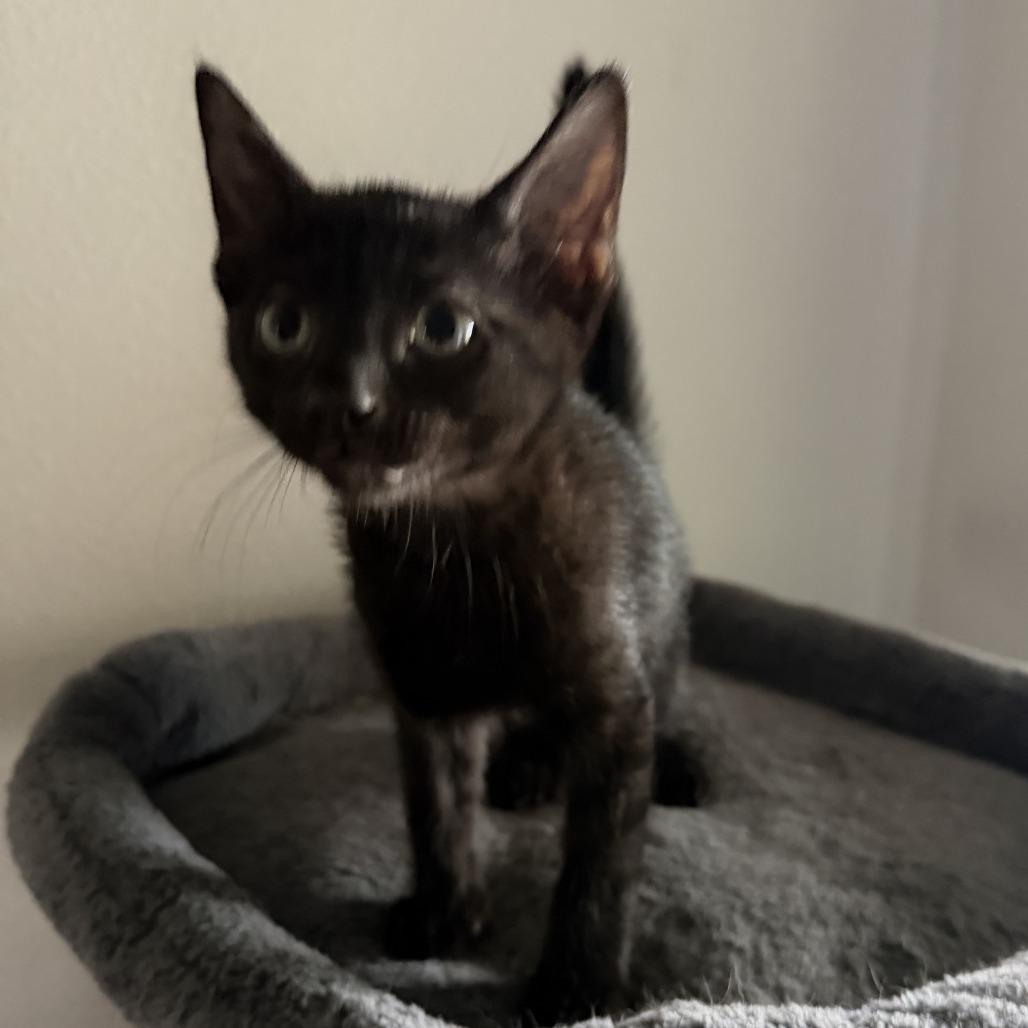 Oscar, Adoptable, Kitten Male Domestic Short Hair.