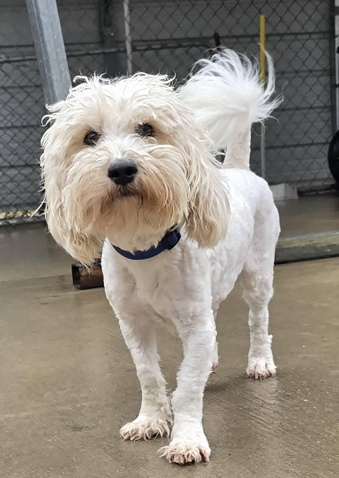 Fluffy, ADOPTABLE, Young Male Poodle & Maltese.