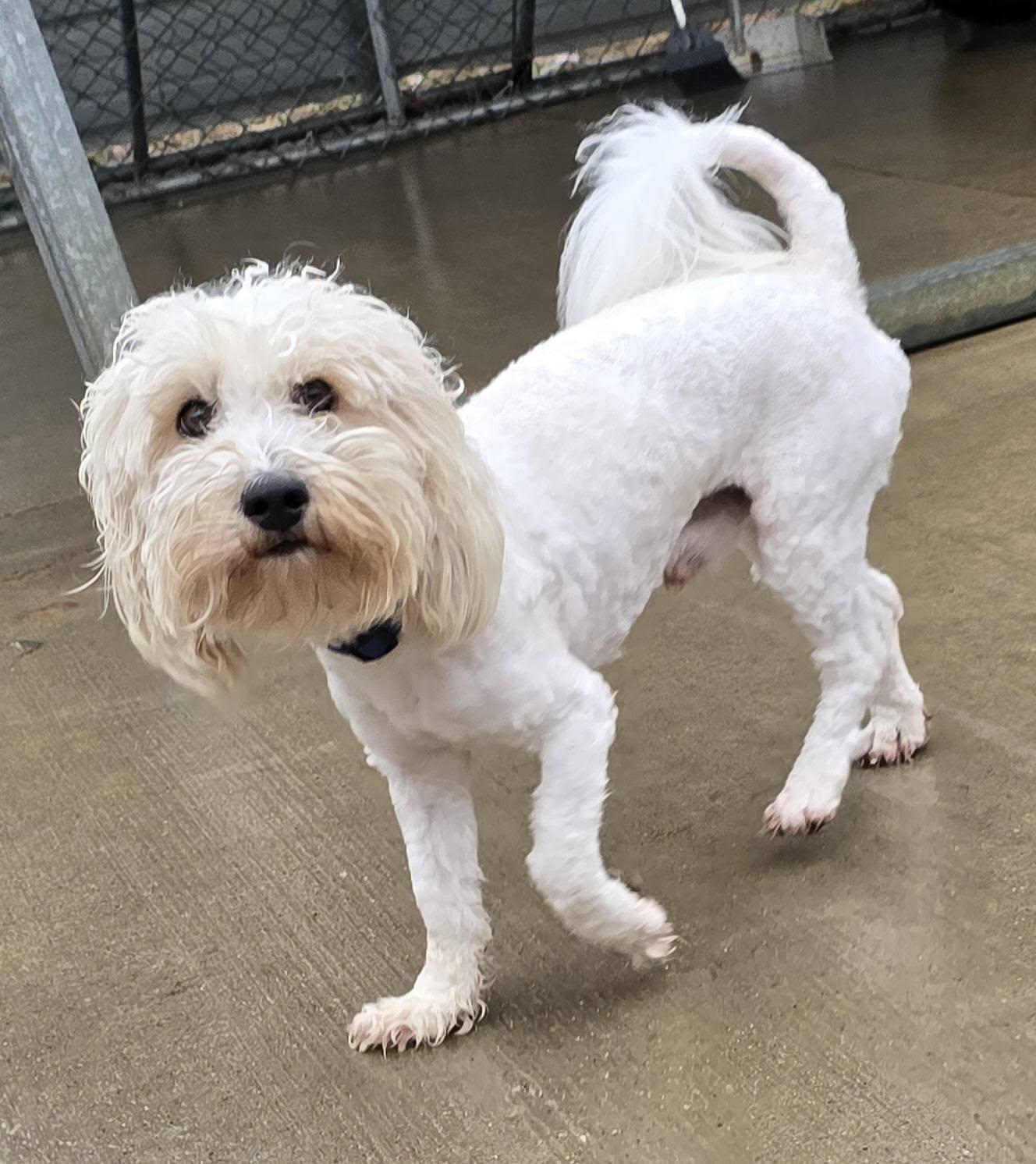 Enlarge Fluffy, a ADOPTABLE mixed breed in Terre Haute, IN image 2/3