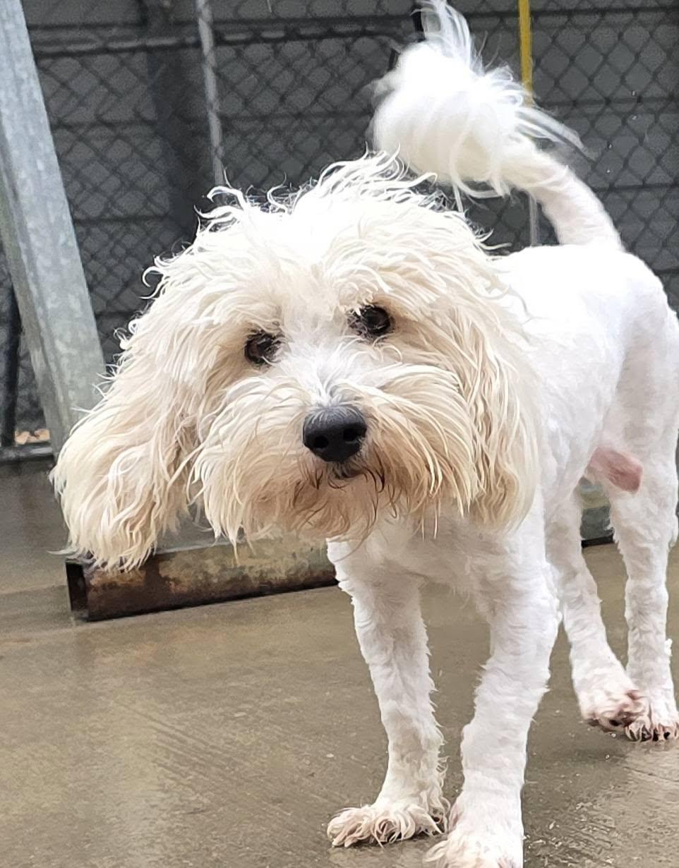 Enlarge Fluffy, a ADOPTABLE mixed breed in Terre Haute, IN image 3/3