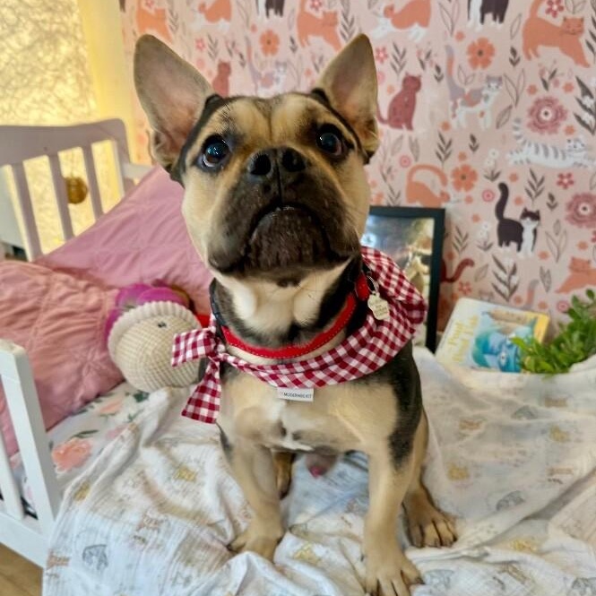 Otto Teddy the Fun Sized Frenchie — thumbnail 4