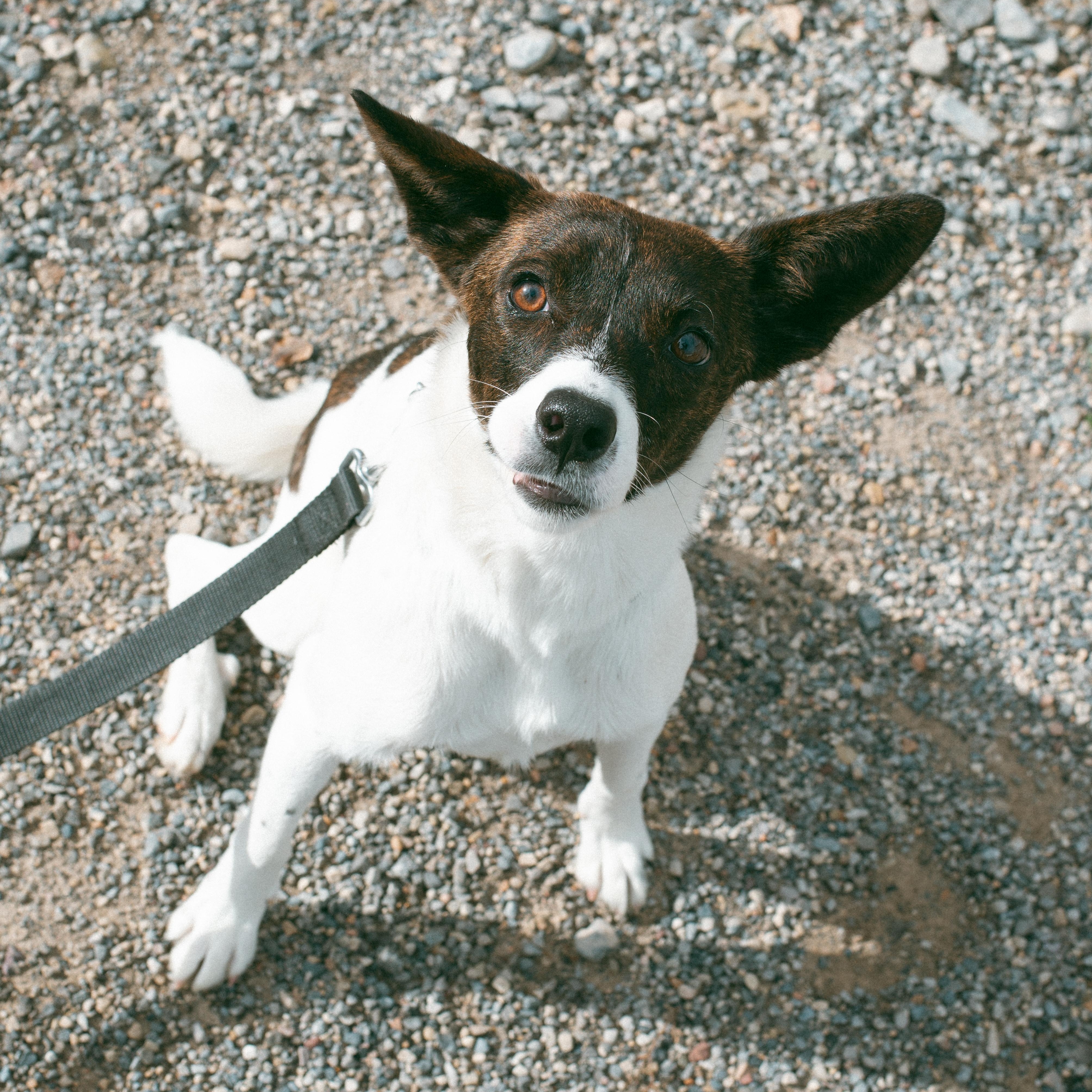 Sweetheart, an adoptable Terrier in Thayne, WY, 83127 | Photo Image 1