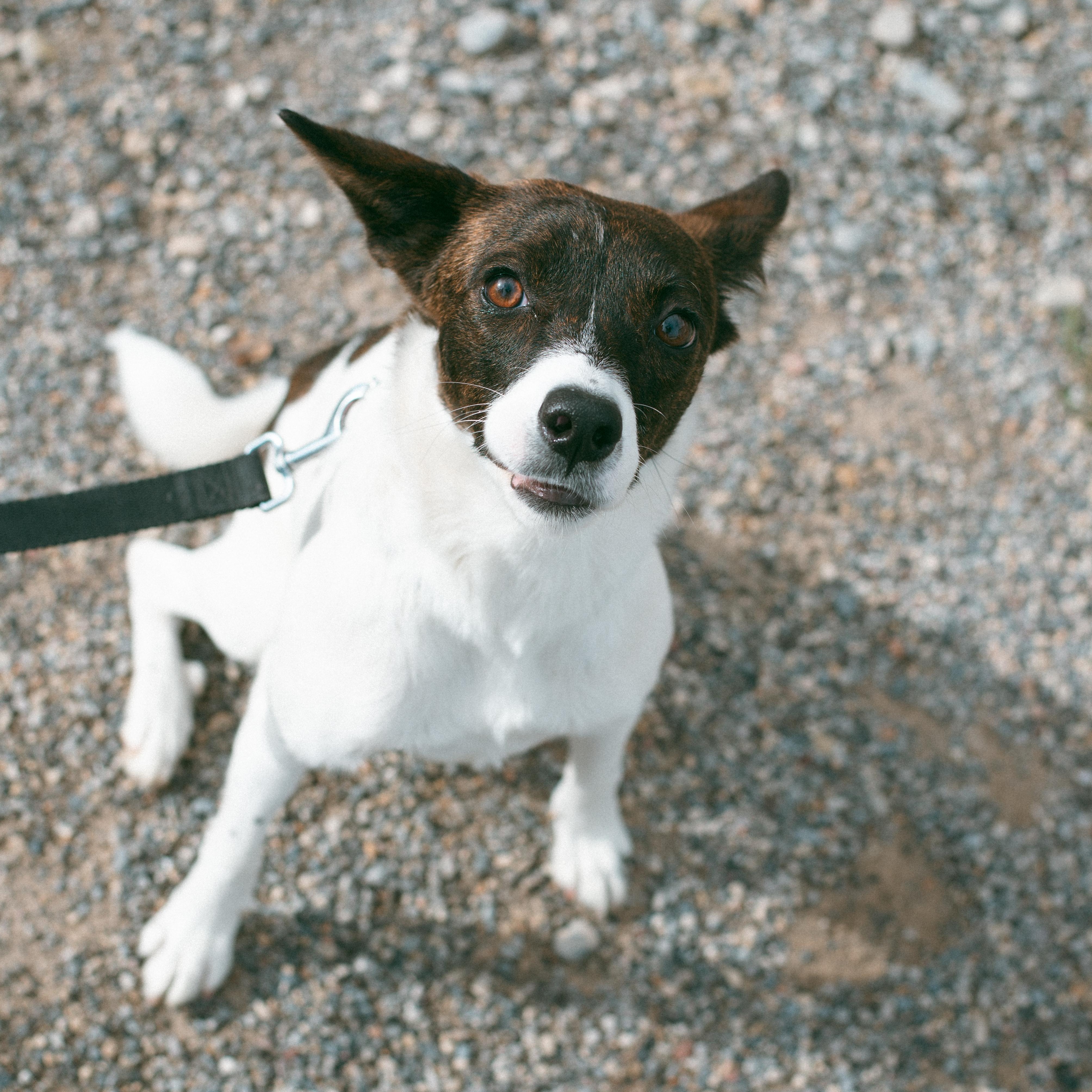 Sweetheart, an adoptable Terrier in Thayne, WY, 83127 | Photo Image 4