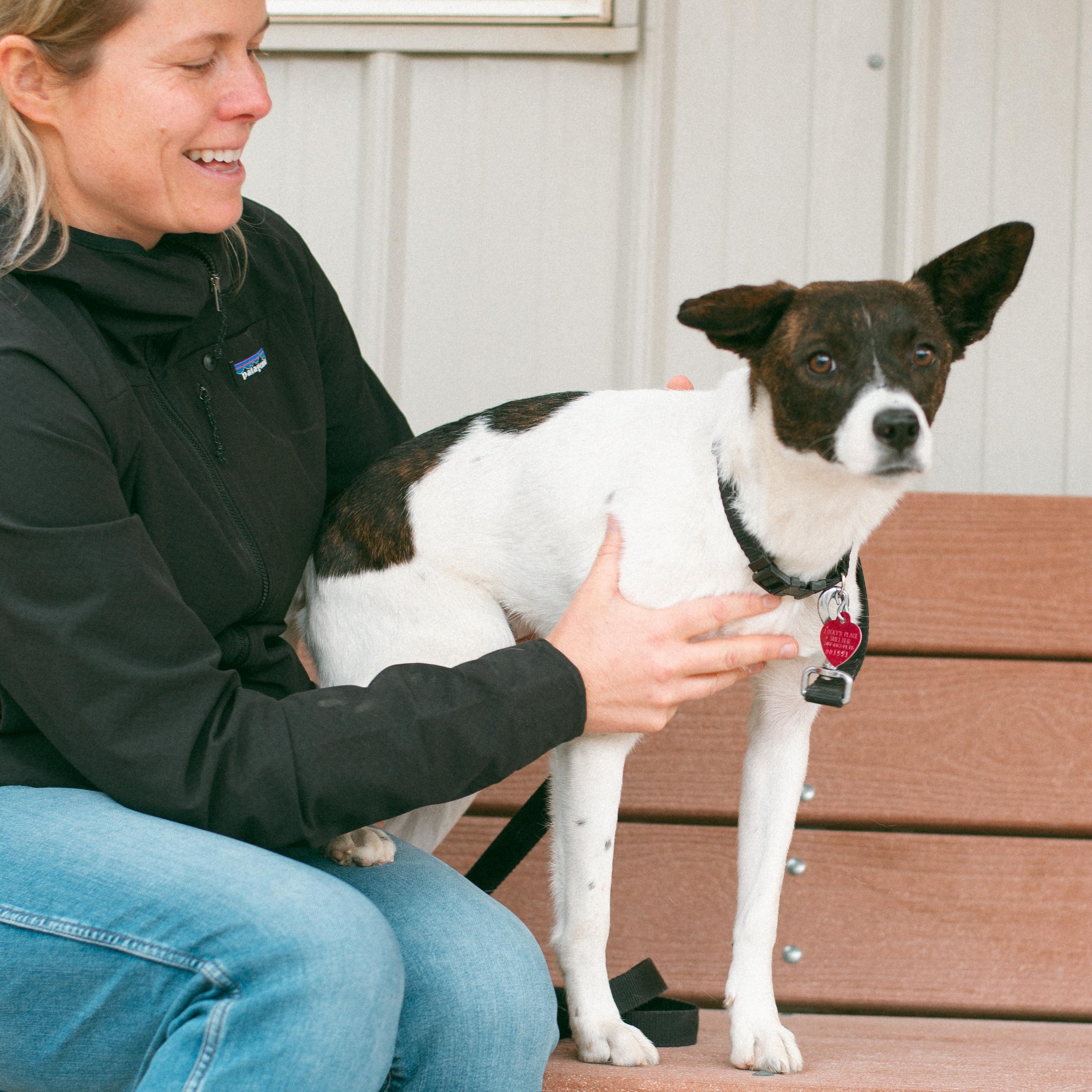 Sweetheart, an adoptable Terrier in Thayne, WY, 83127 | Photo Image 5