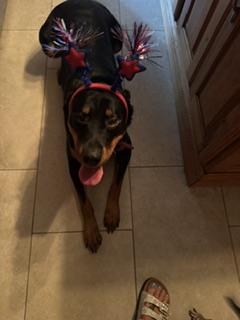 Sydney, adopted, Adult Female Rottweiler.