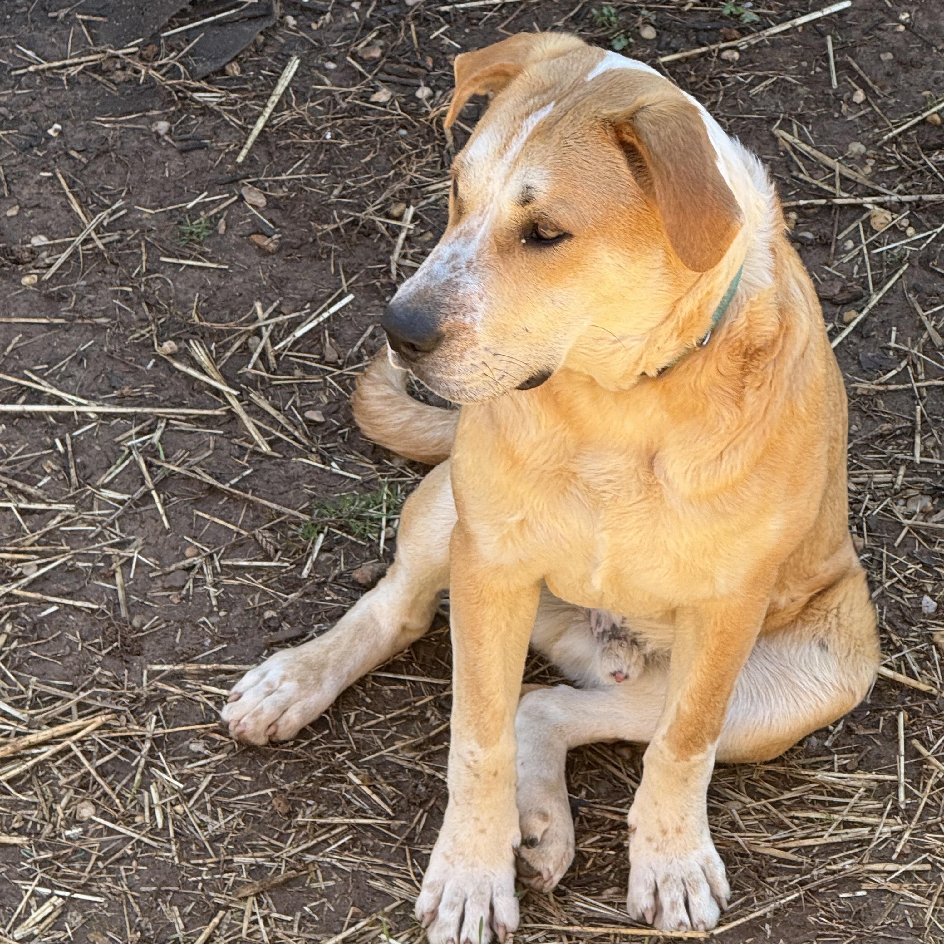 Enlarge Tony, an adopted mixed breed in Stuart, VA image 5/5