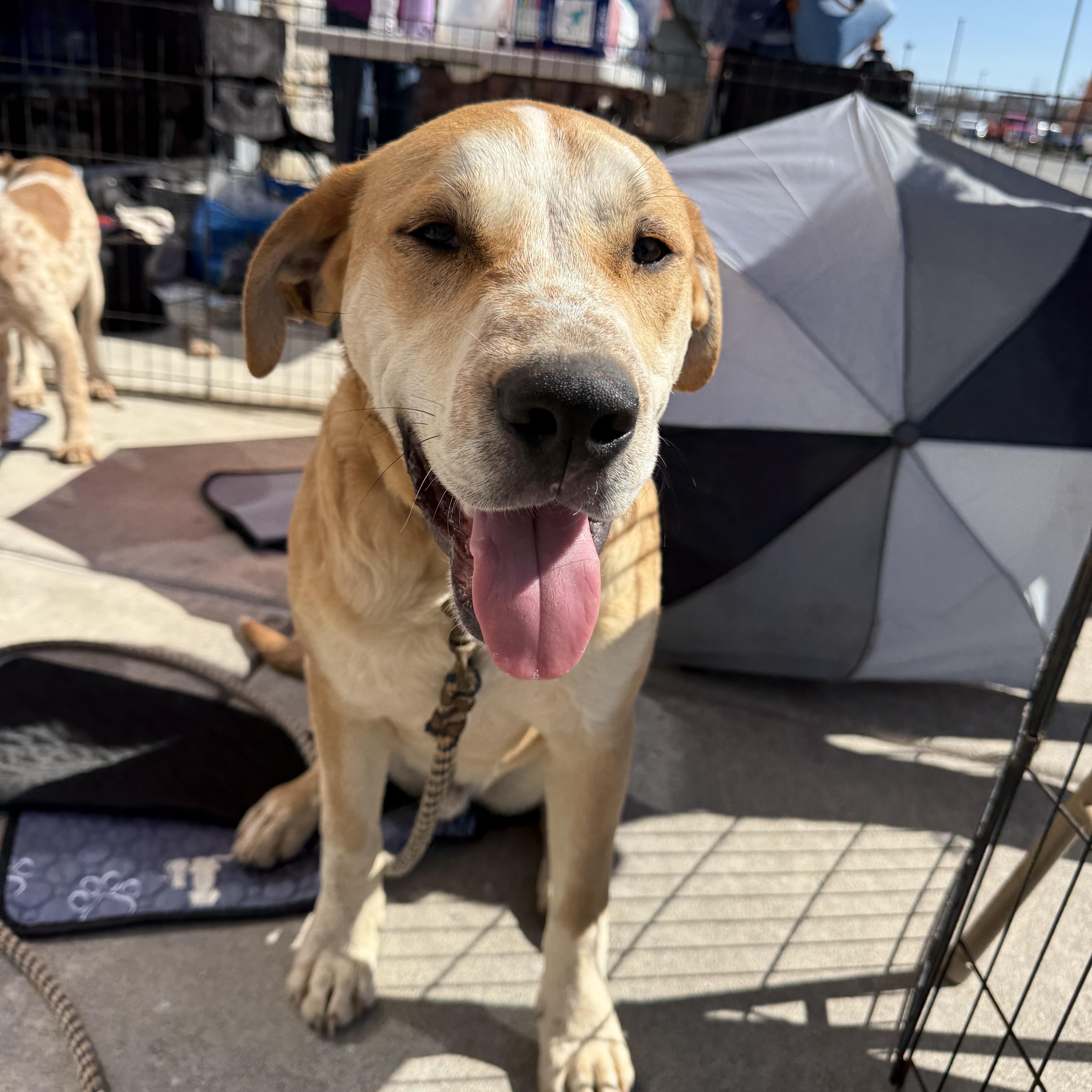 Enlarge Tony, an adopted mixed breed in Stuart, VA image 2/5