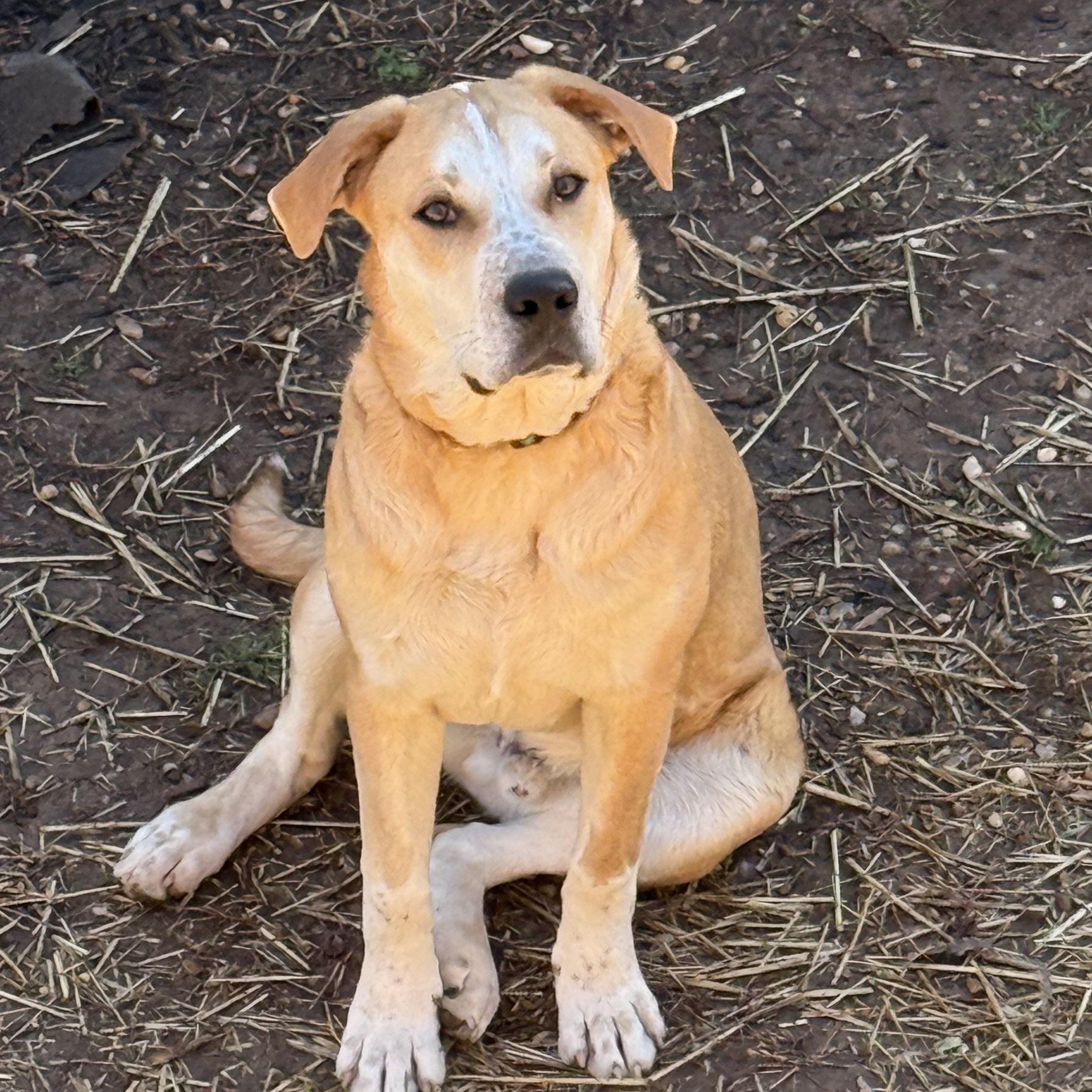 Enlarge Tony, an adopted mixed breed in Stuart, VA image 3/5