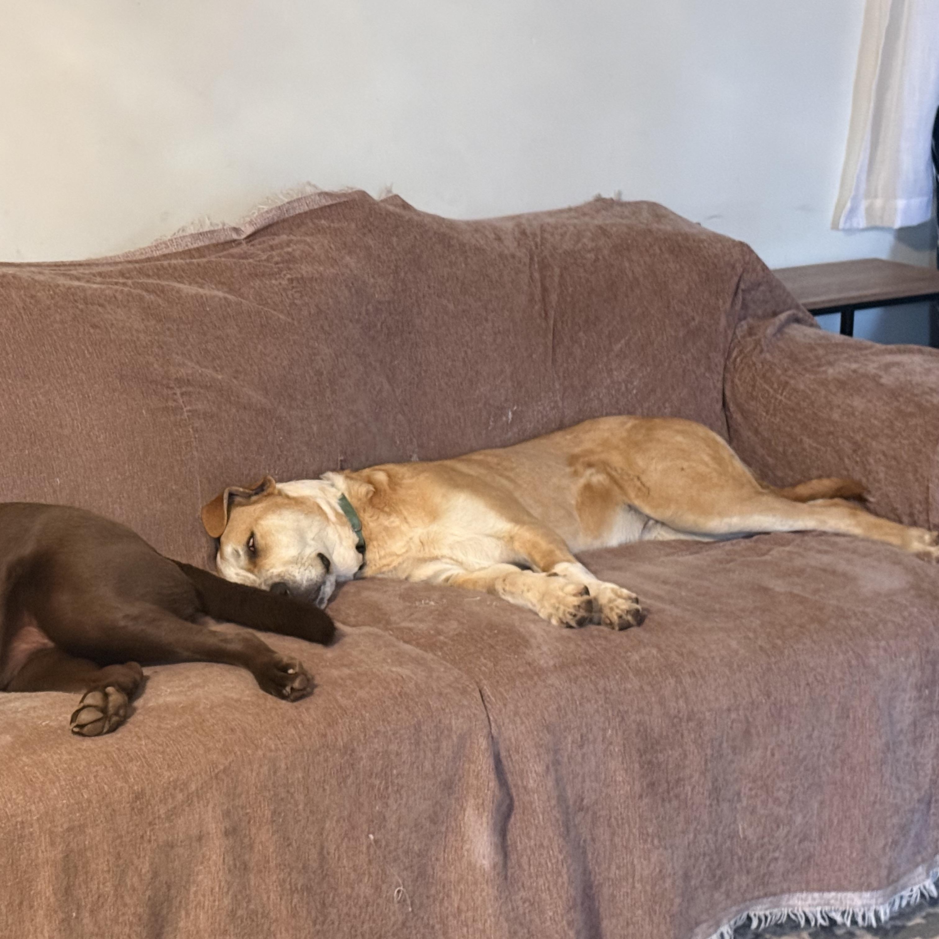 Enlarge Tony, an adopted mixed breed in Stuart, VA image 4/5