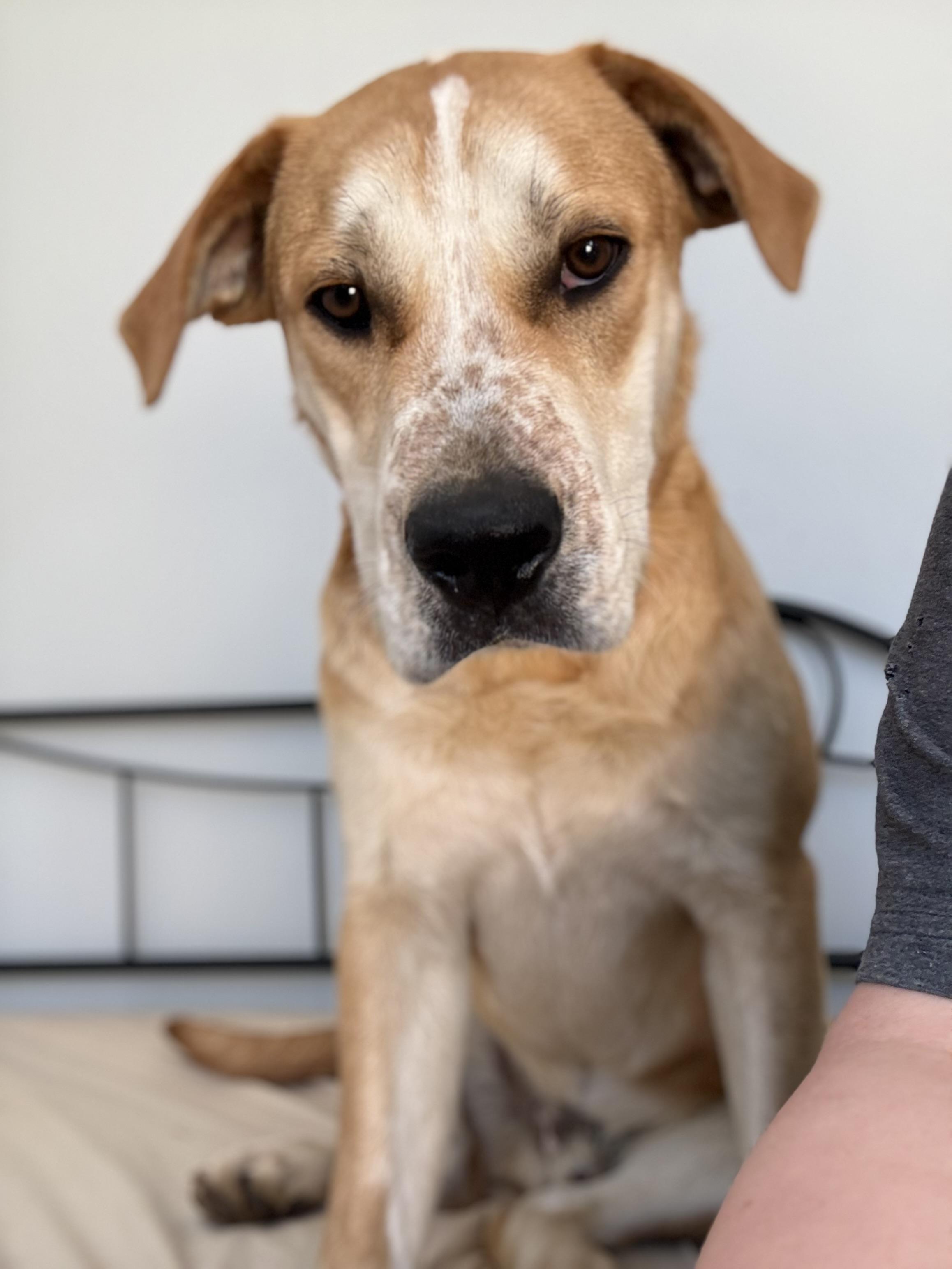 Tony, adopted, Puppy Male Pit Bull Terrier & Hound.