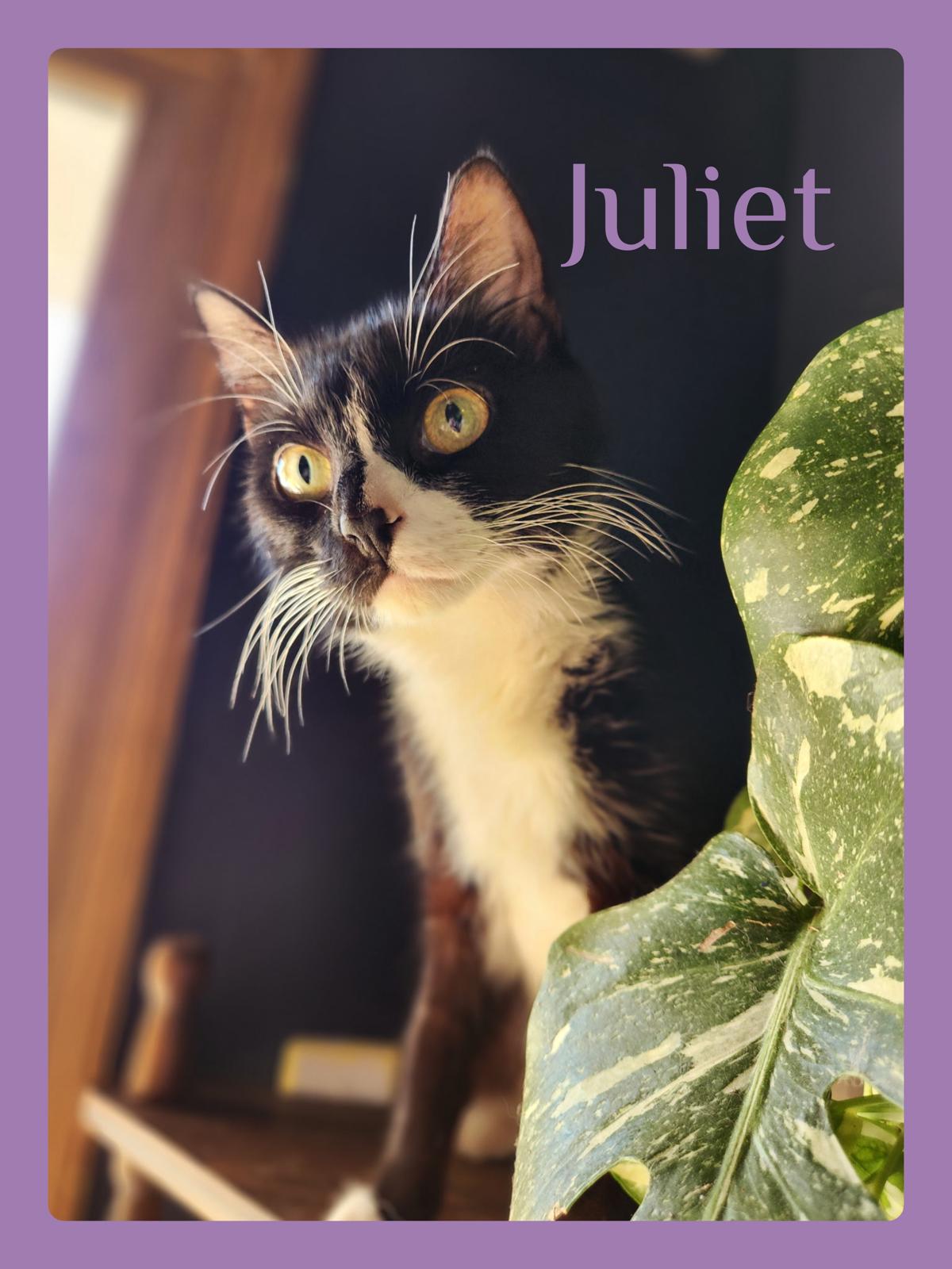 JULIET, ADOPTABLE, Young Female Tuxedo.