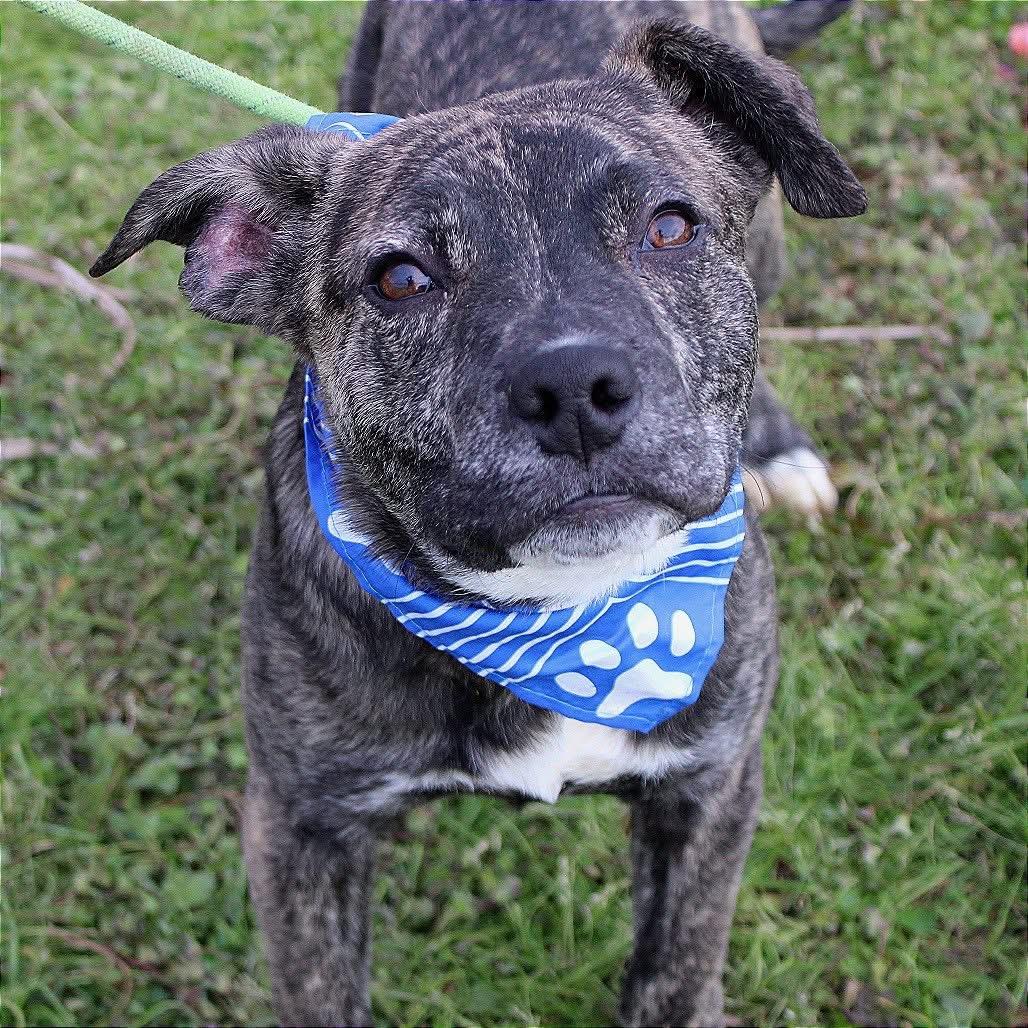 Camo in NH! Come Meet our Adoptable Dogs Wednesday-Saturday. More info in Bio! , an adopted mixed breed in Manchester, NH image 1/2