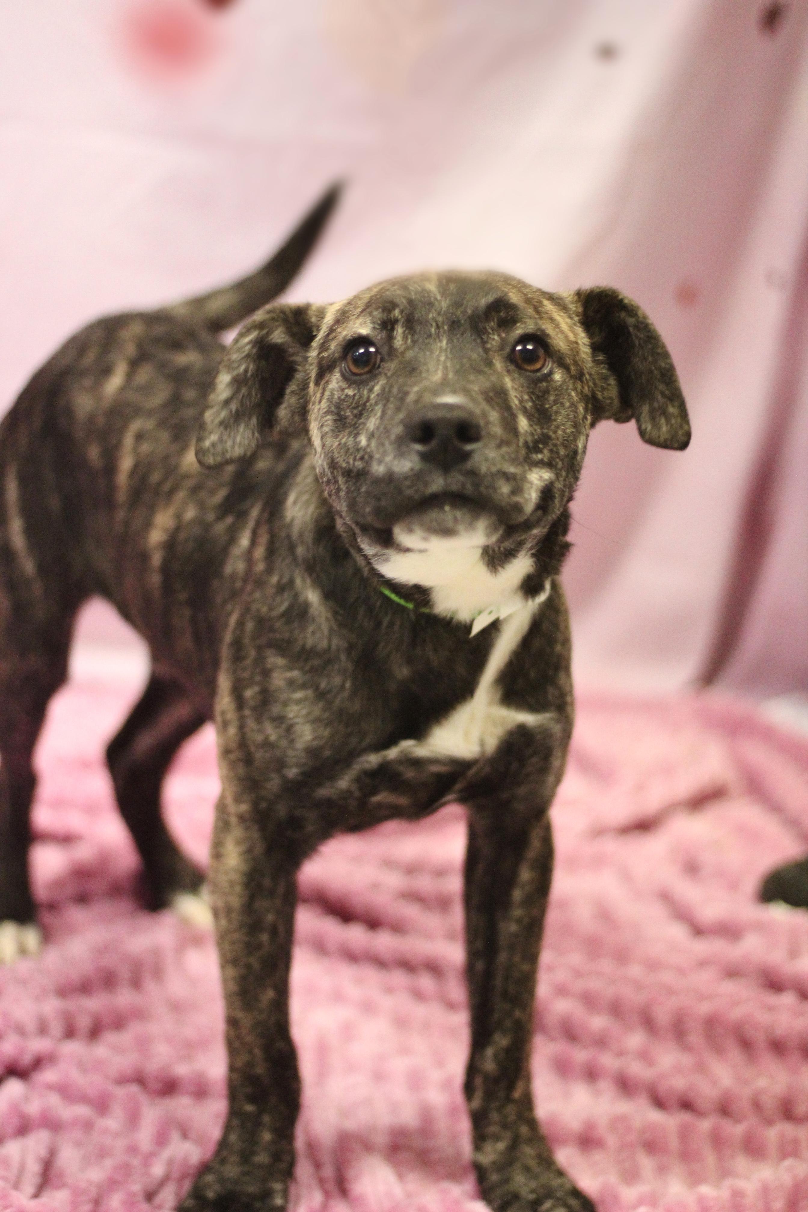 Camo in NH! Come Meet our Adoptable Dogs Wednesday-Saturday. More info in Bio! , an adopted mixed breed in Manchester, NH image 2/2