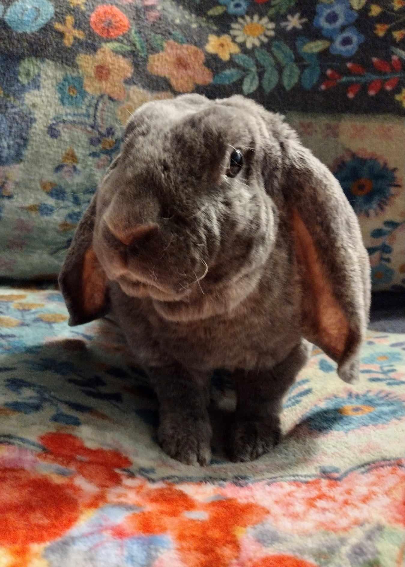 Enlarge Velveteen English Lop (Name is a secret), a Adoptable English Lop in Logan, UT image 3/3