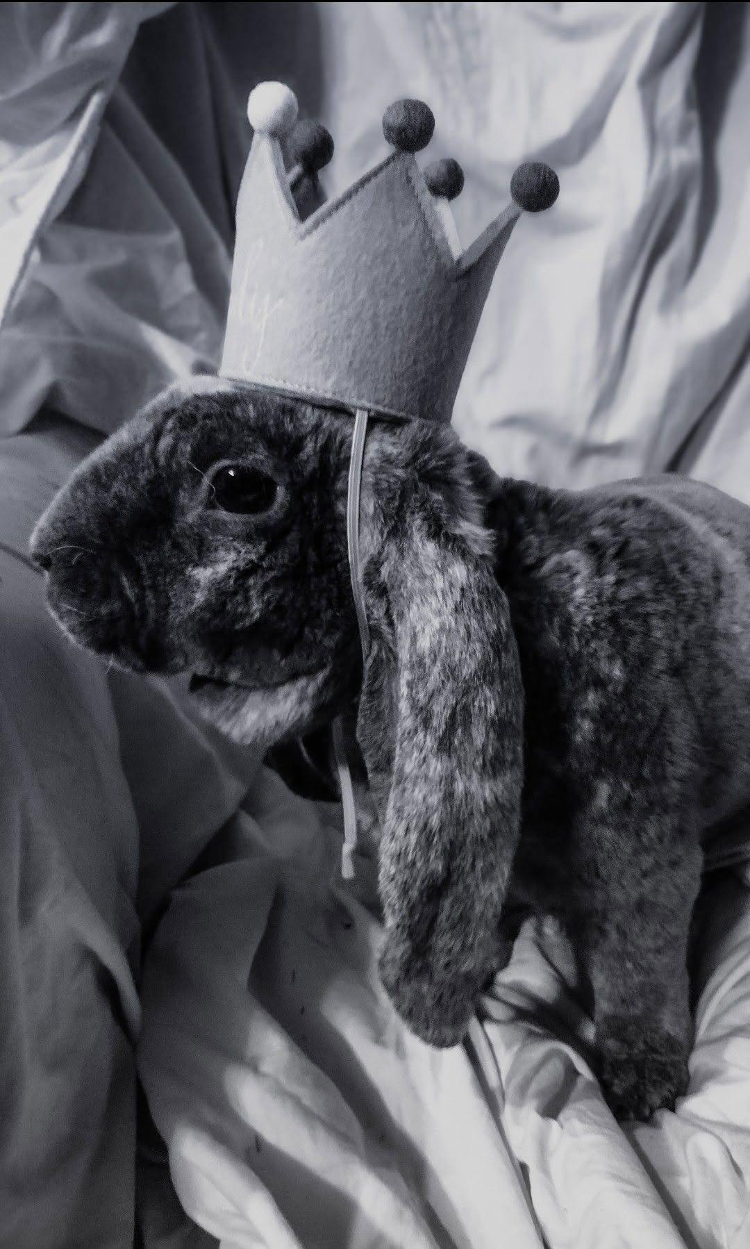 Velveteen English Lop (Name is a secret), Adoptable, Adult Male English Lop.