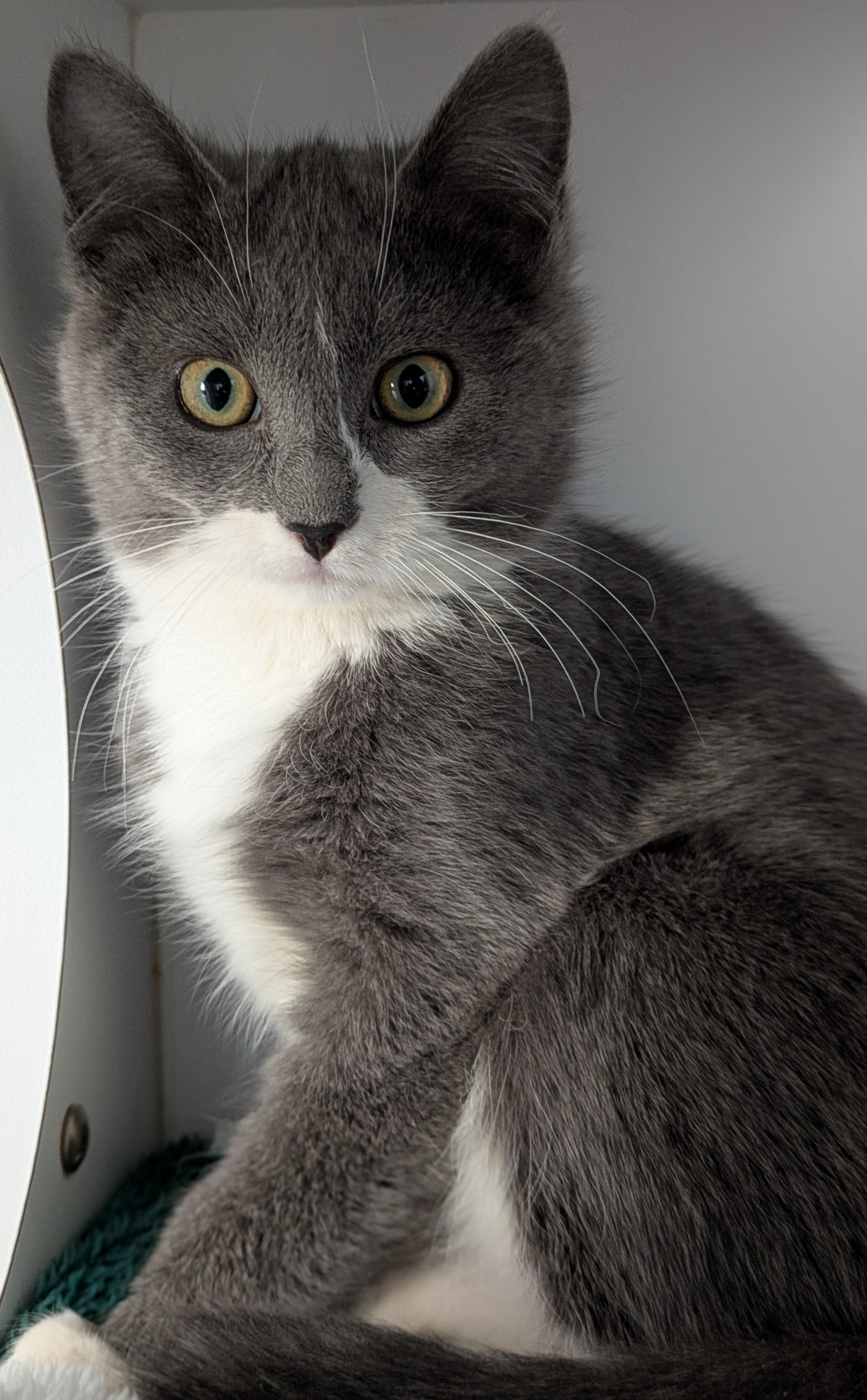 Petal, ADOPTABLE, Young Female Domestic Short Hair.