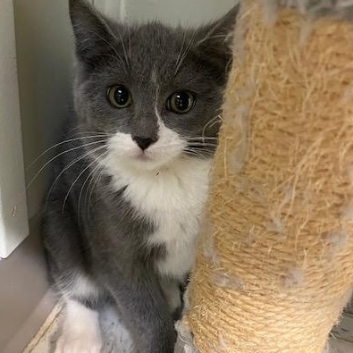 Enlarge Petal, a ADOPTABLE mixed breed in Bonnyville, AB image 2/2