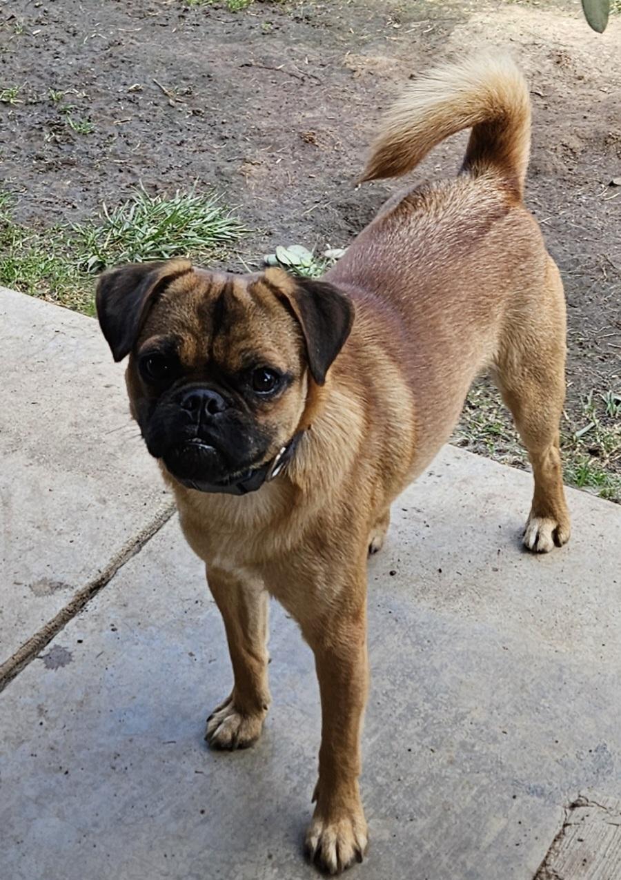 Duke, Adoptable, Young Male Chihuahua & Pug.