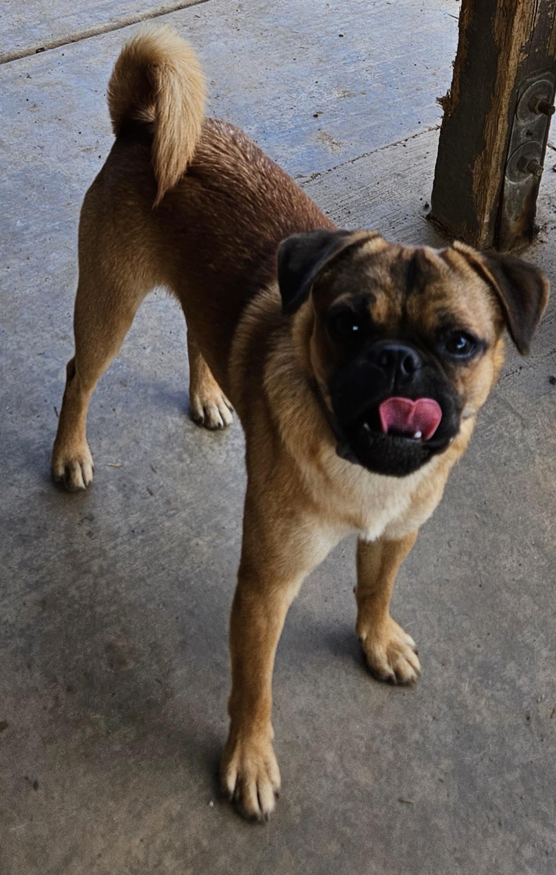 Enlarge Duke, a Adoptable mixed breed in Moreno Valley, CA image 2/3