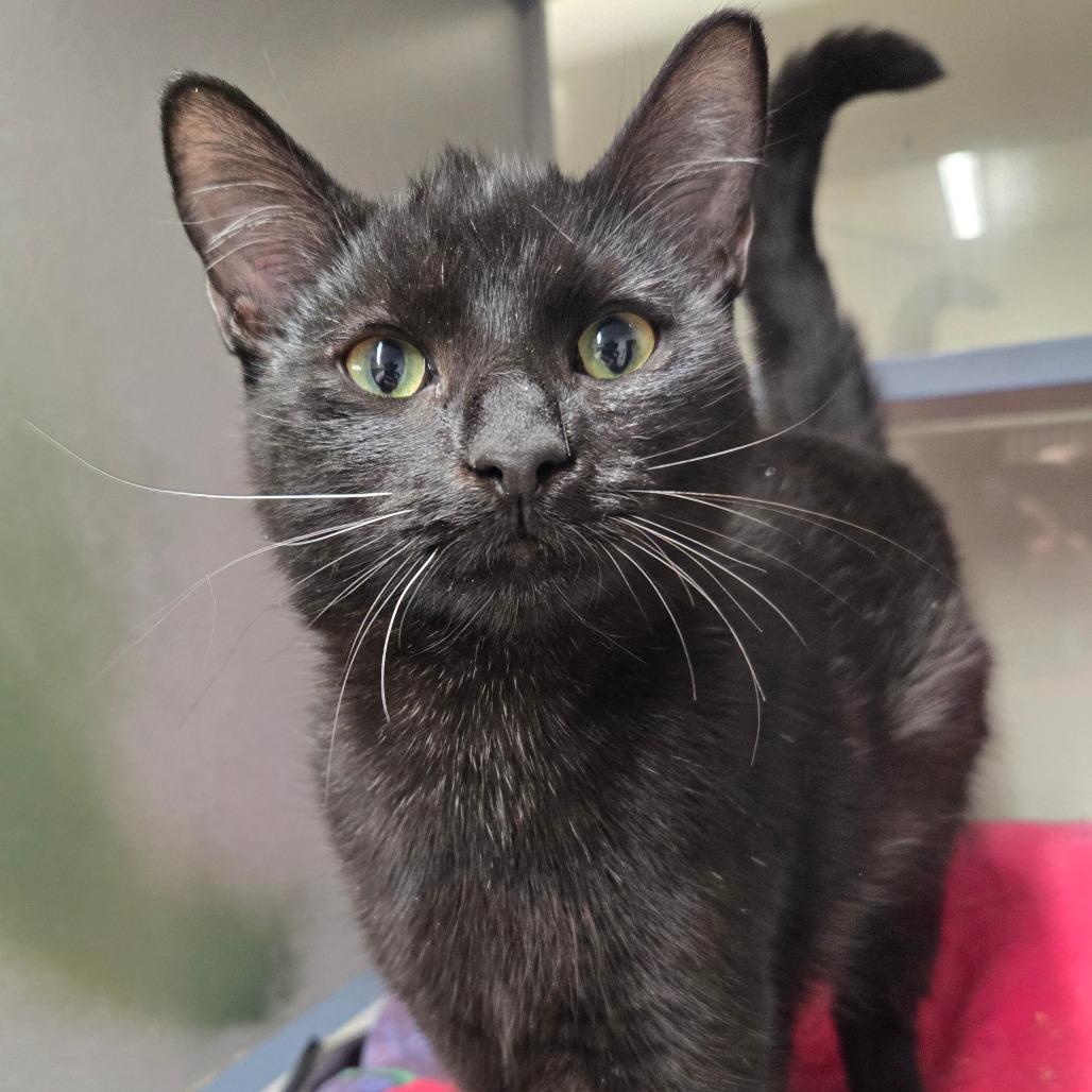 Meenie, Adoptable, Young Female Domestic Short Hair.