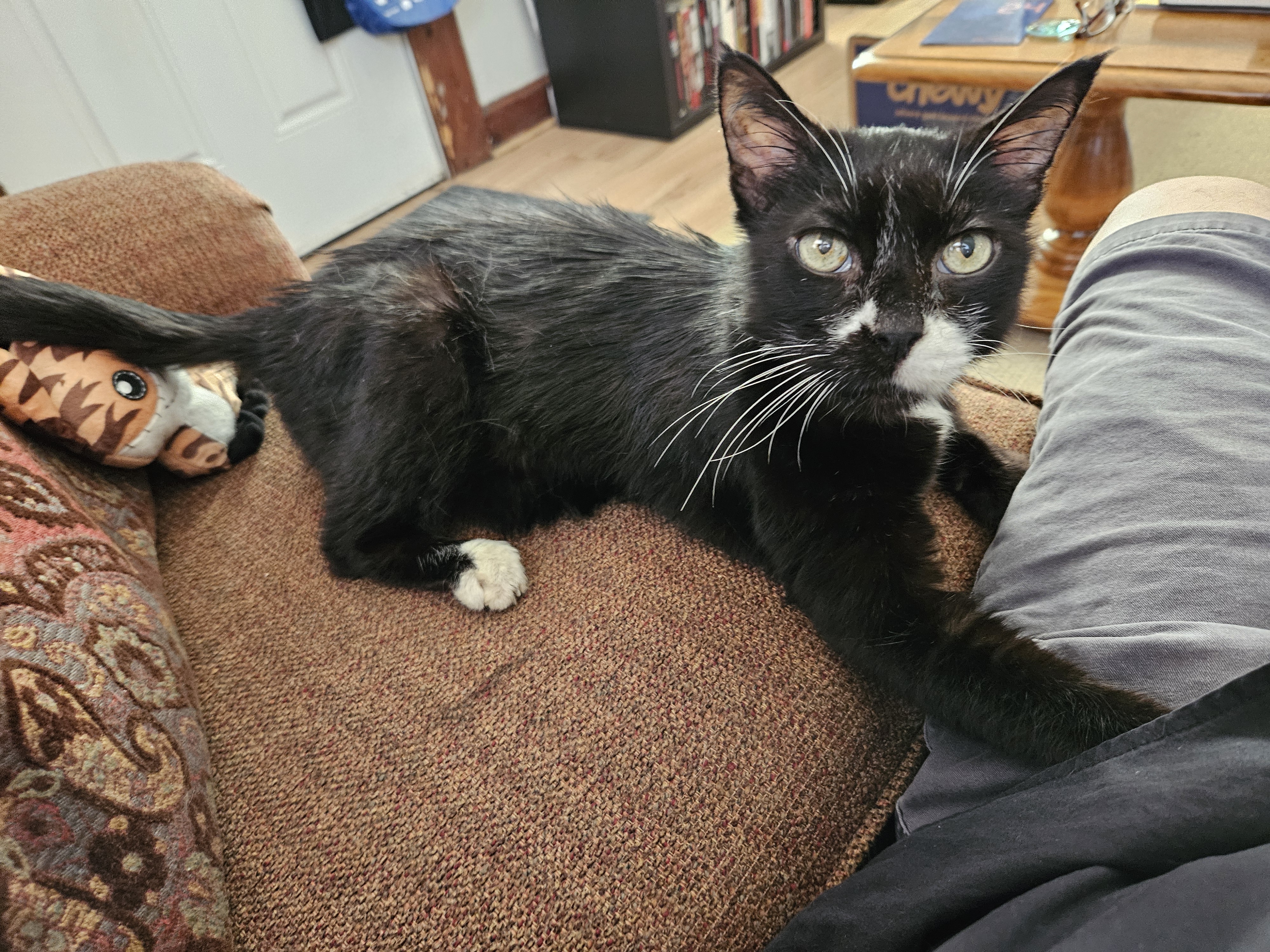 Enlarge Mittens, a Adoptable Domestic Short Hair in Indianapolis, IN image 4/6