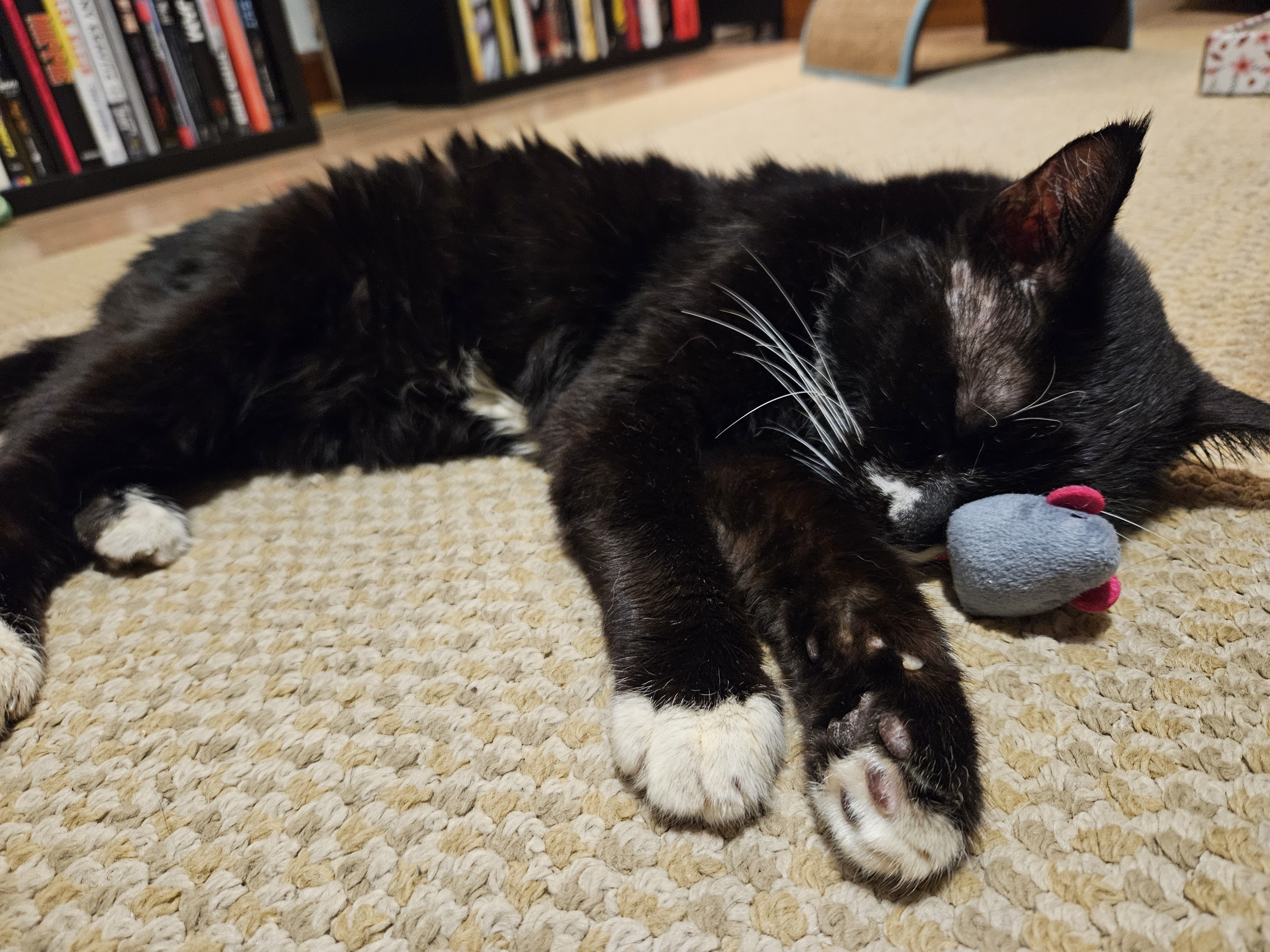 Enlarge Mittens, a Adoptable Domestic Short Hair in Indianapolis, IN image 5/6