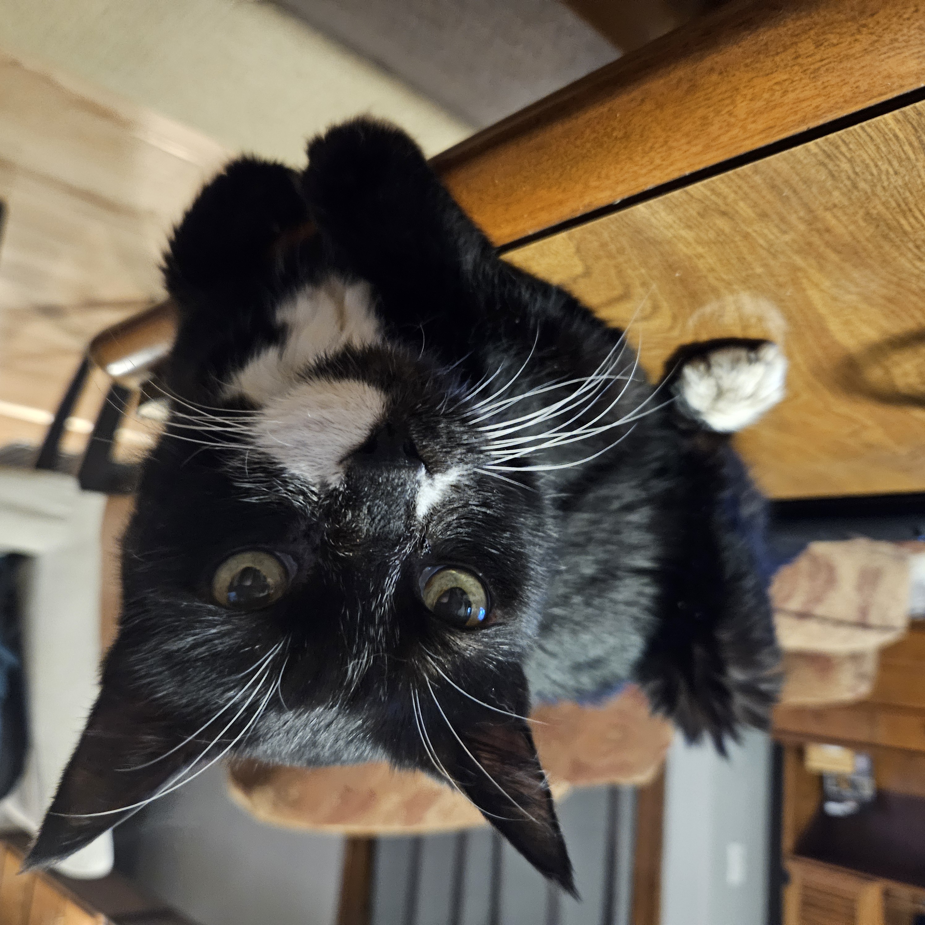 Enlarge Mittens, a Adoptable Domestic Short Hair in Indianapolis, IN image 3/6