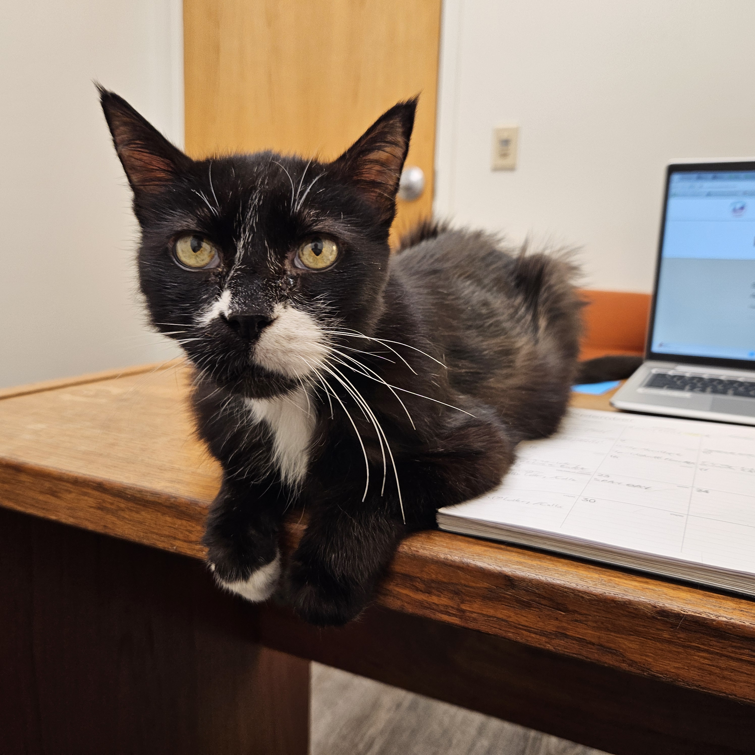 Mittens, Adoptable, Senior Male Domestic Short Hair.