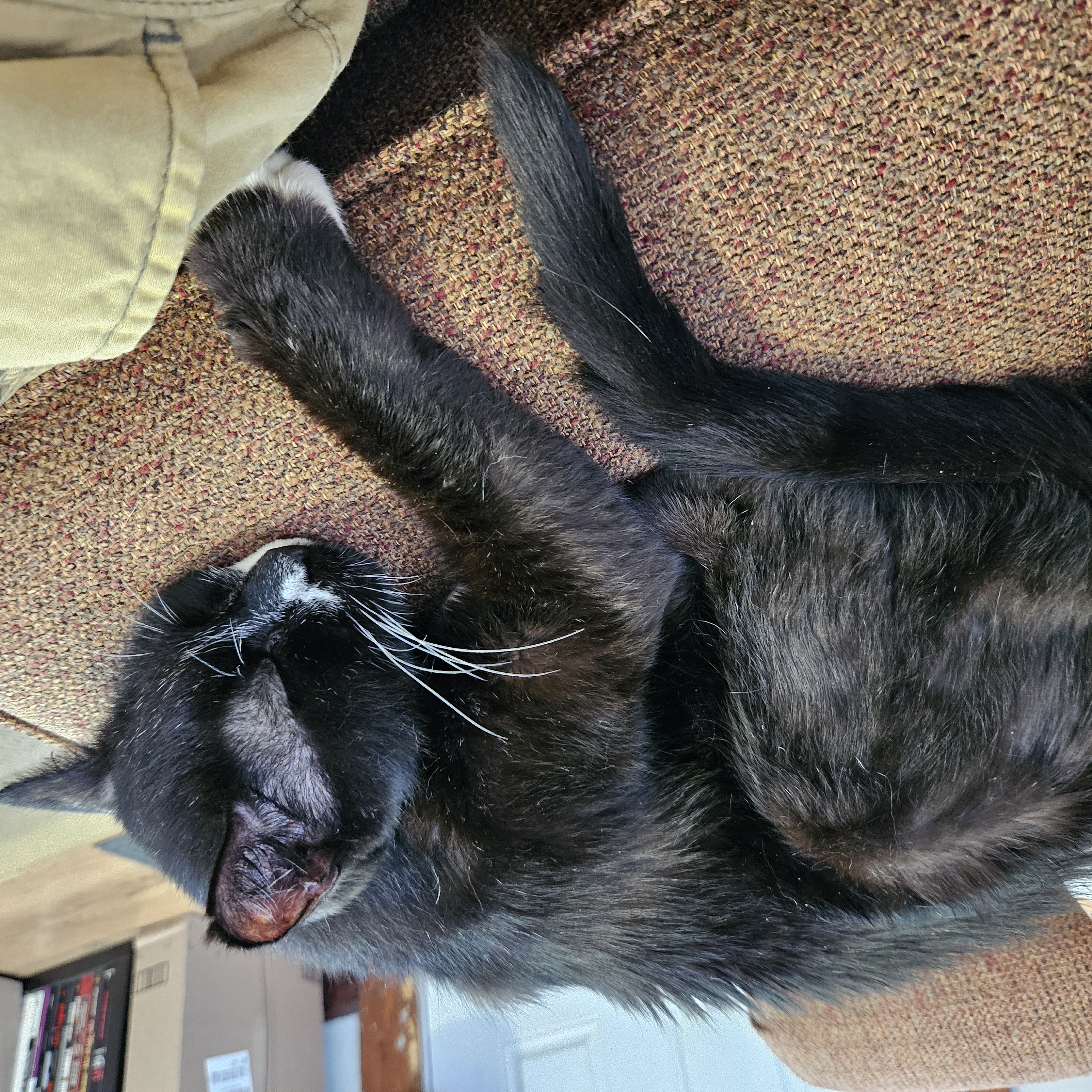 Enlarge Mittens, a Adoptable Domestic Short Hair in Indianapolis, IN image 6/6