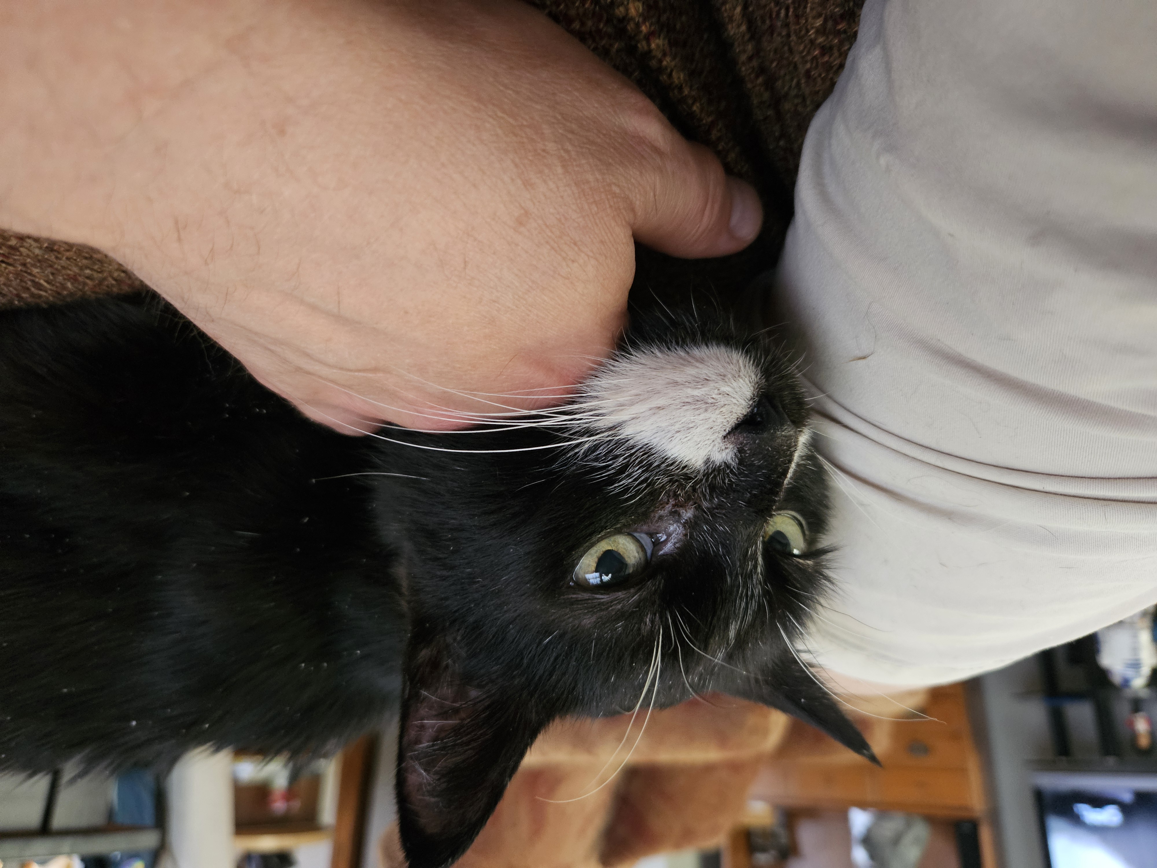 Enlarge Mittens, a Adoptable Domestic Short Hair in Indianapolis, IN image 2/6