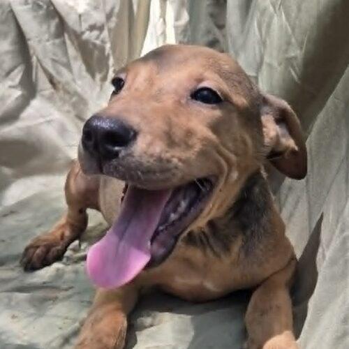Alex, Adoptable, Puppy Male Plott Hound & Feist.
