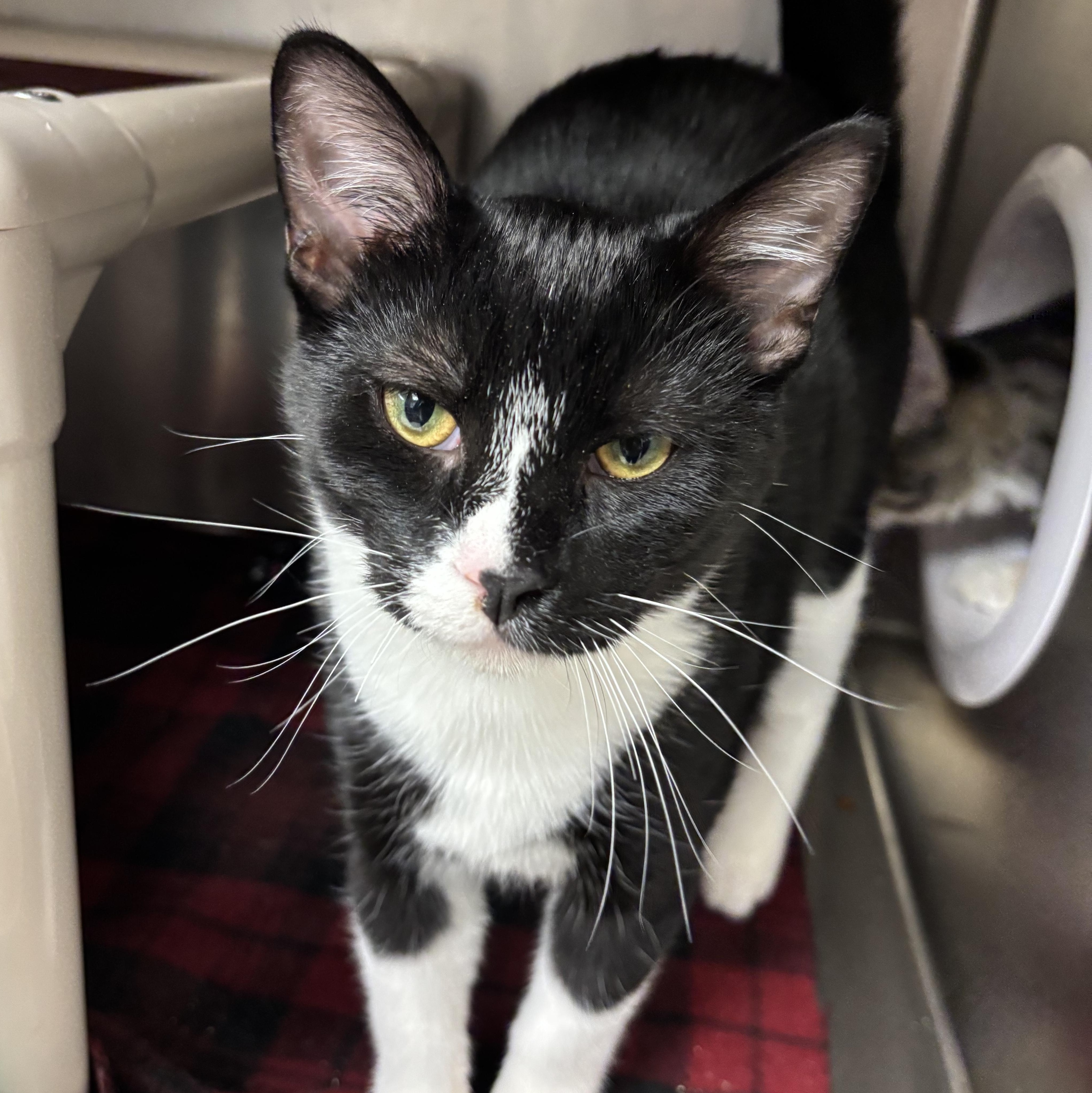 Enlarge Marco, a Adoptable Domestic Short Hair in Chippewa Falls, WI image 1/1