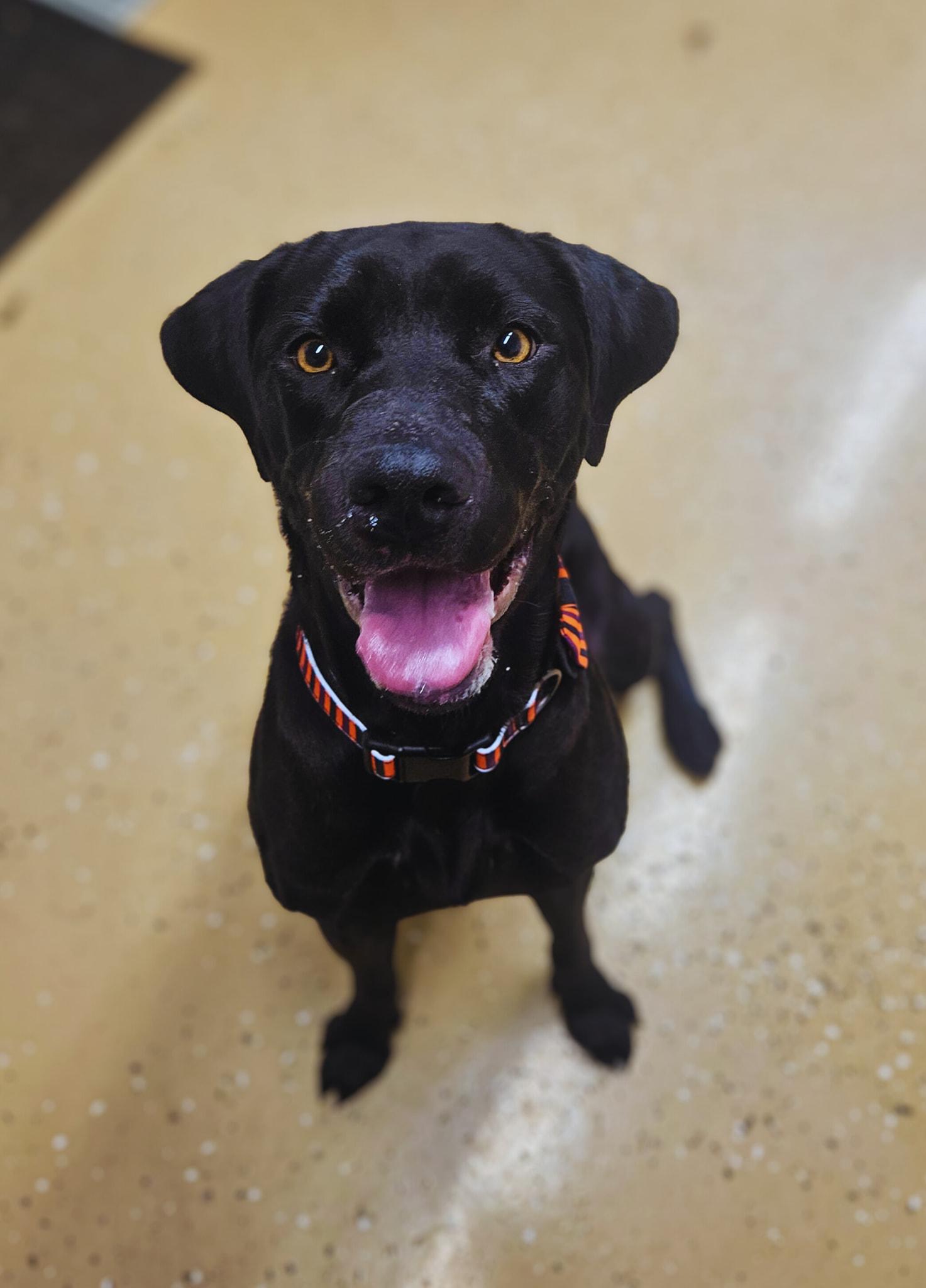 Juniper - Super affectionate!, Adoptable, Adult Female Black Labrador Retriever.