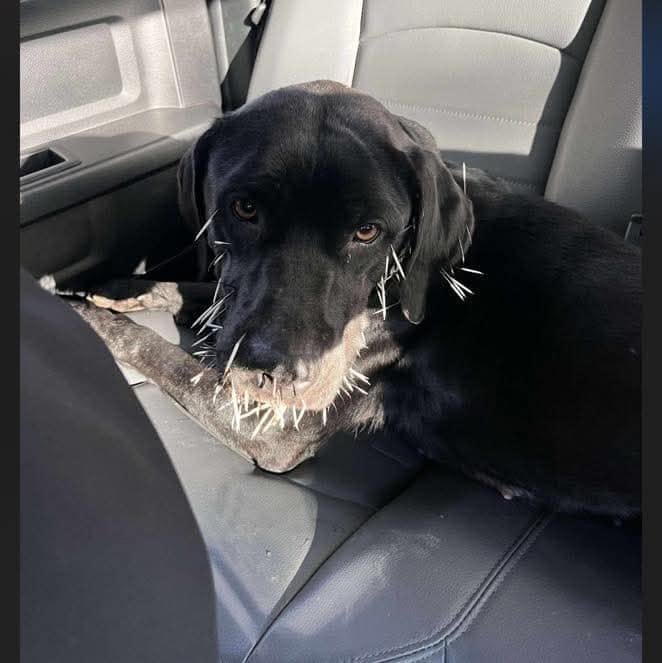 Juniper - Super affectionate!, a Adoptable Black Labrador Retriever in Berkeley Springs, WV image 2/3