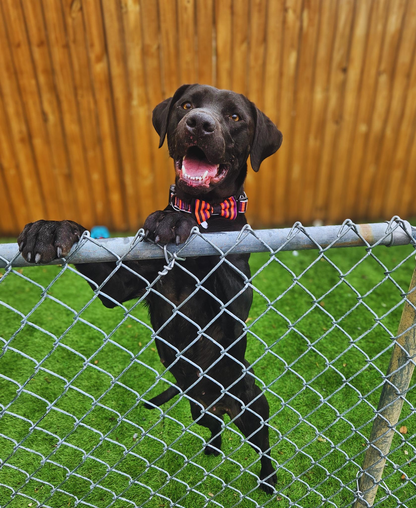Juniper - Super affectionate!, a Adoptable Black Labrador Retriever in Berkeley Springs, WV image 3/3