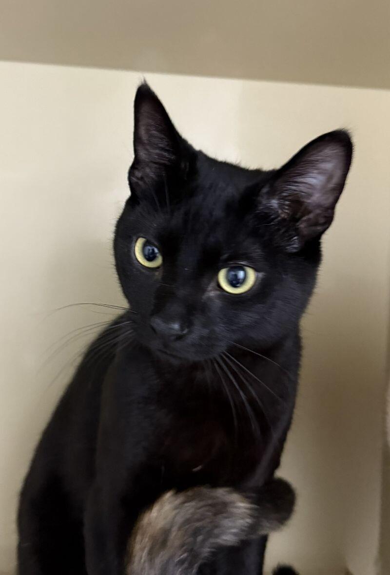 Enlarge Turkey, a Adoptable Domestic Short Hair in Arlington, WA image 1/1