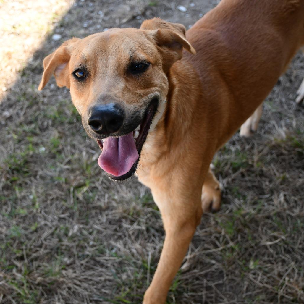 Alan Jackson, Adoptable, Adult Male Labrador Retriever.