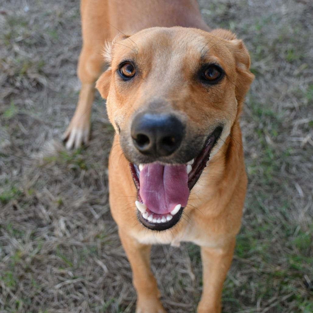 Enlarge Alan Jackson, a Adoptable Labrador Retriever in Beaumont, TX image 3/6