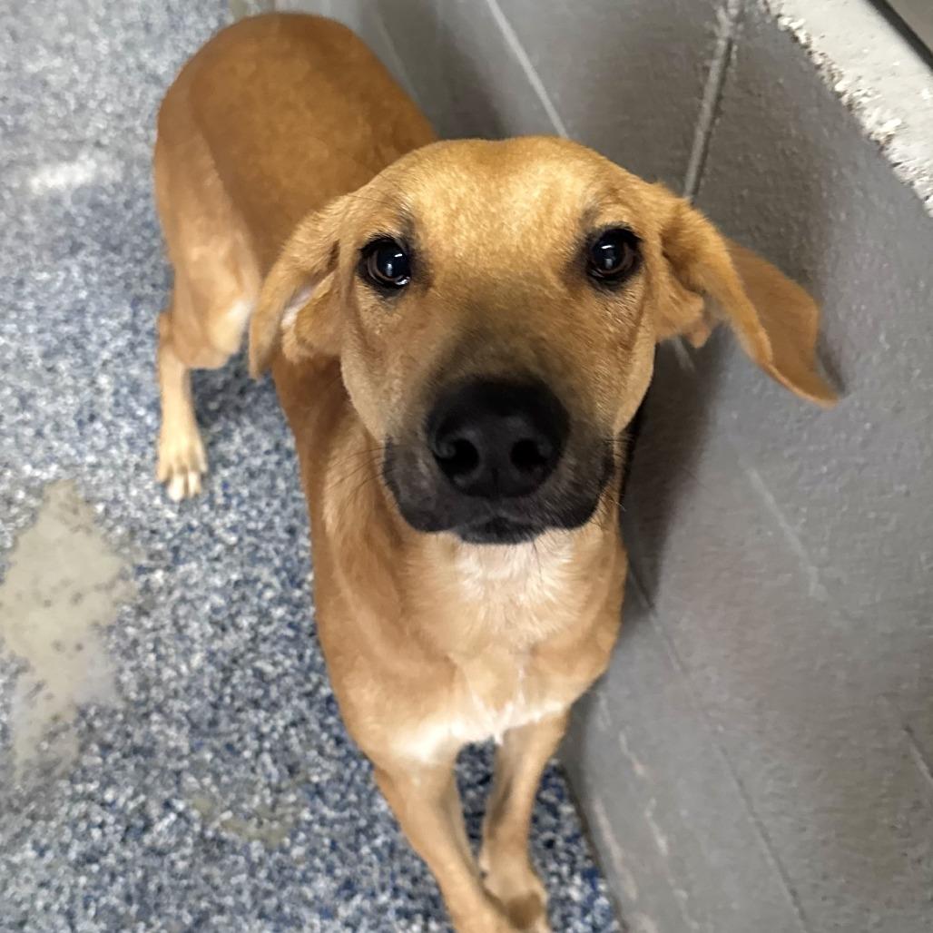 Enlarge Alan Jackson, a Adoptable Labrador Retriever in Beaumont, TX image 5/6